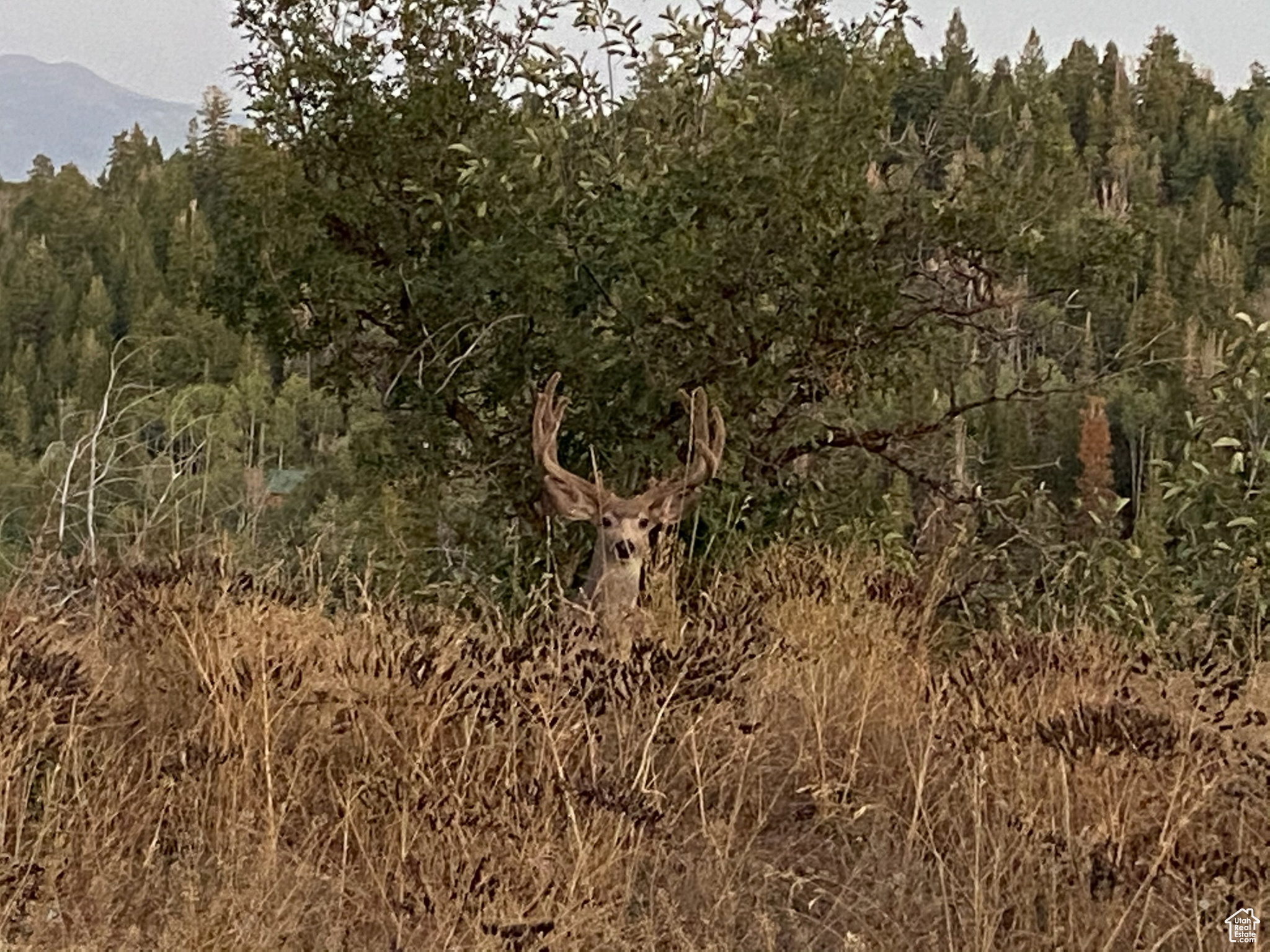 PINE MEADOW RANCH - Residential