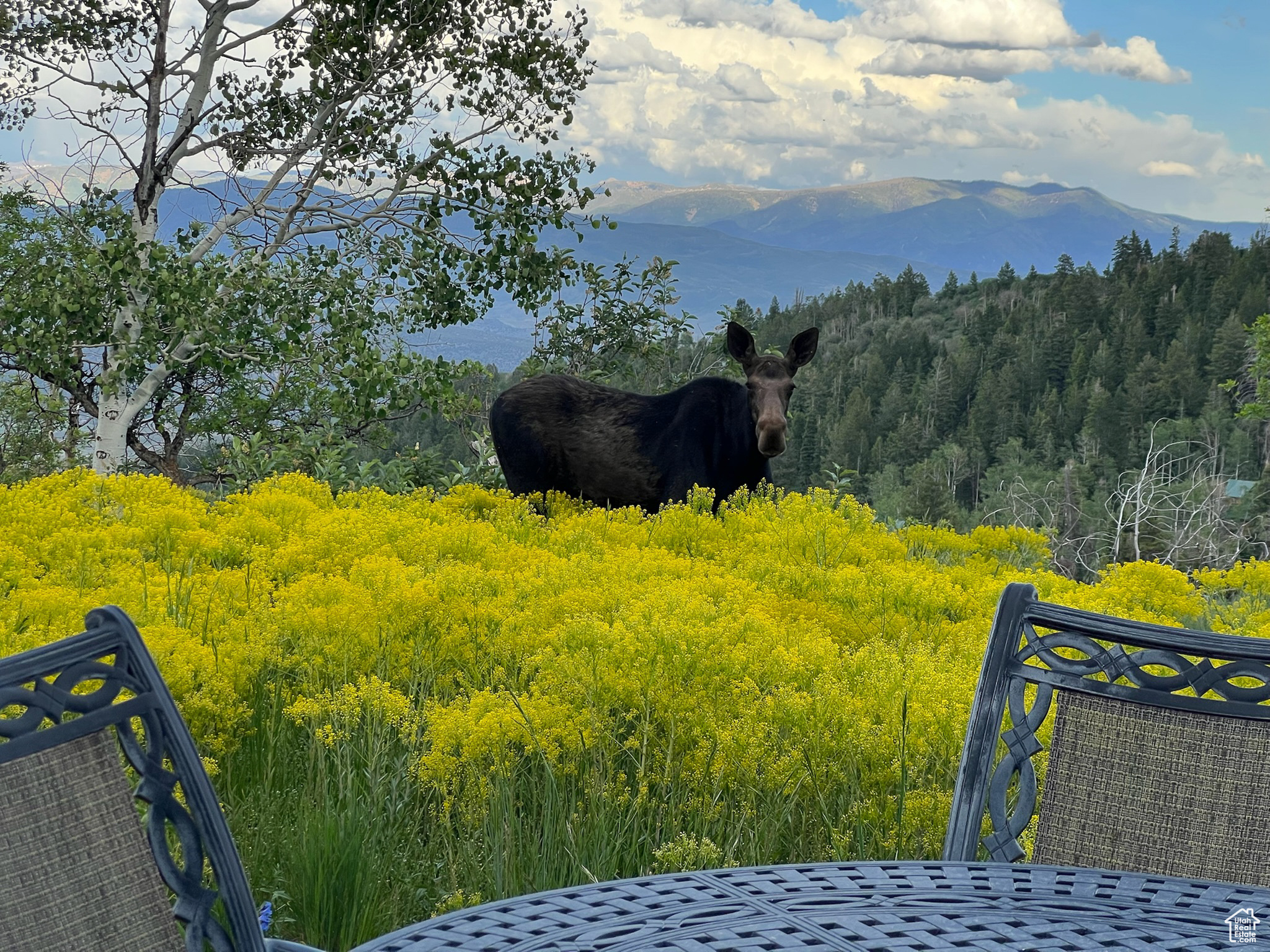 PINE MEADOW RANCH - Residential