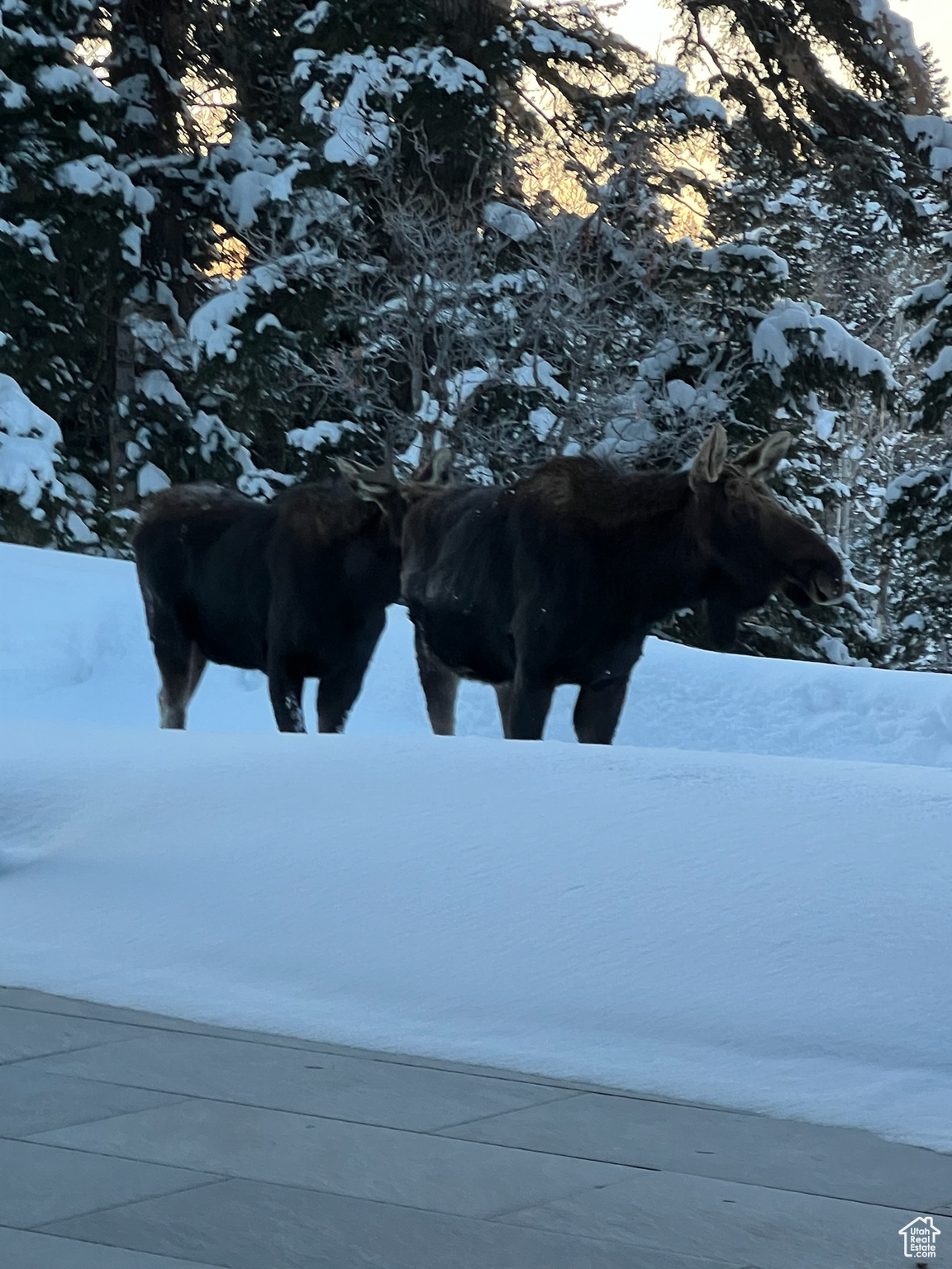 PINE MEADOW RANCH - Residential