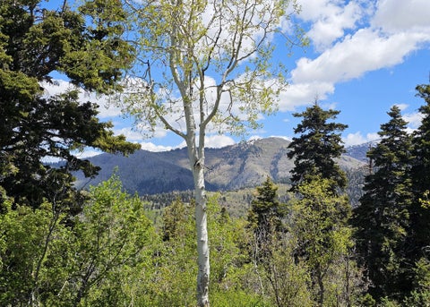 Tiny photo for 27 PINE RIDGE RD #27, Mt Pleasant, UT 84647 (MLS # 2151971)
