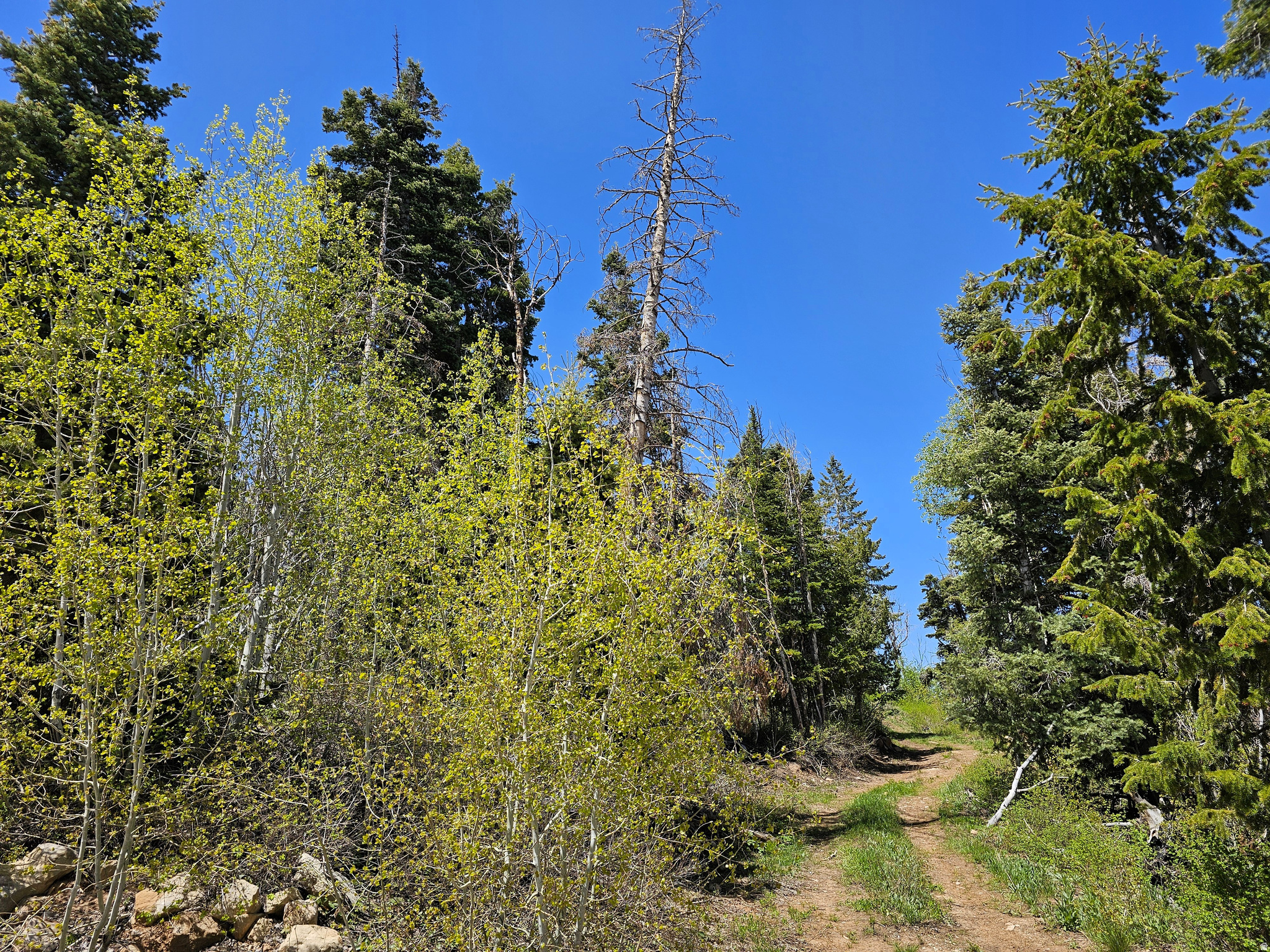 PINE RIDGE ESTATES - Land