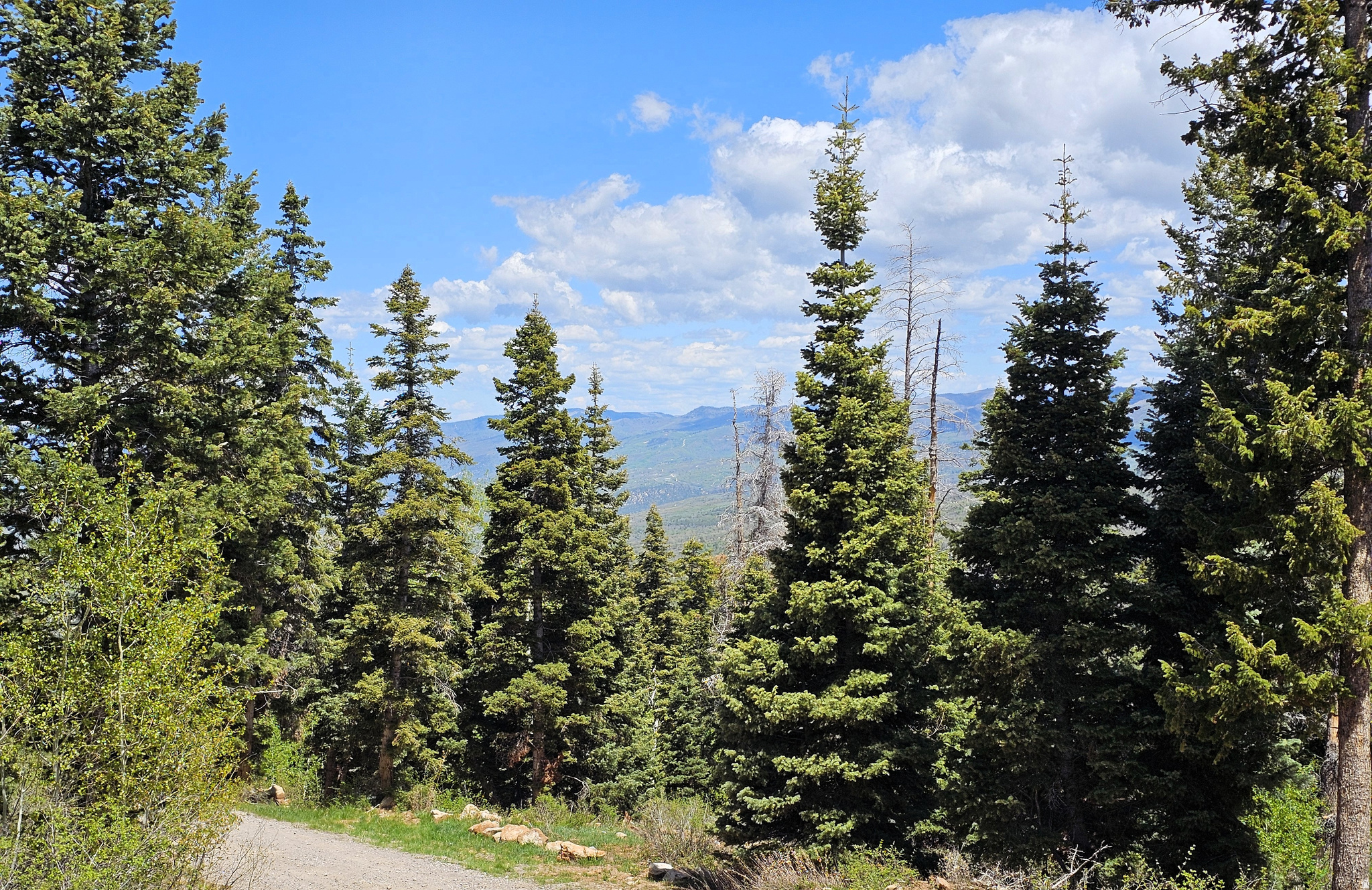 PINE RIDGE ESTATES - Land