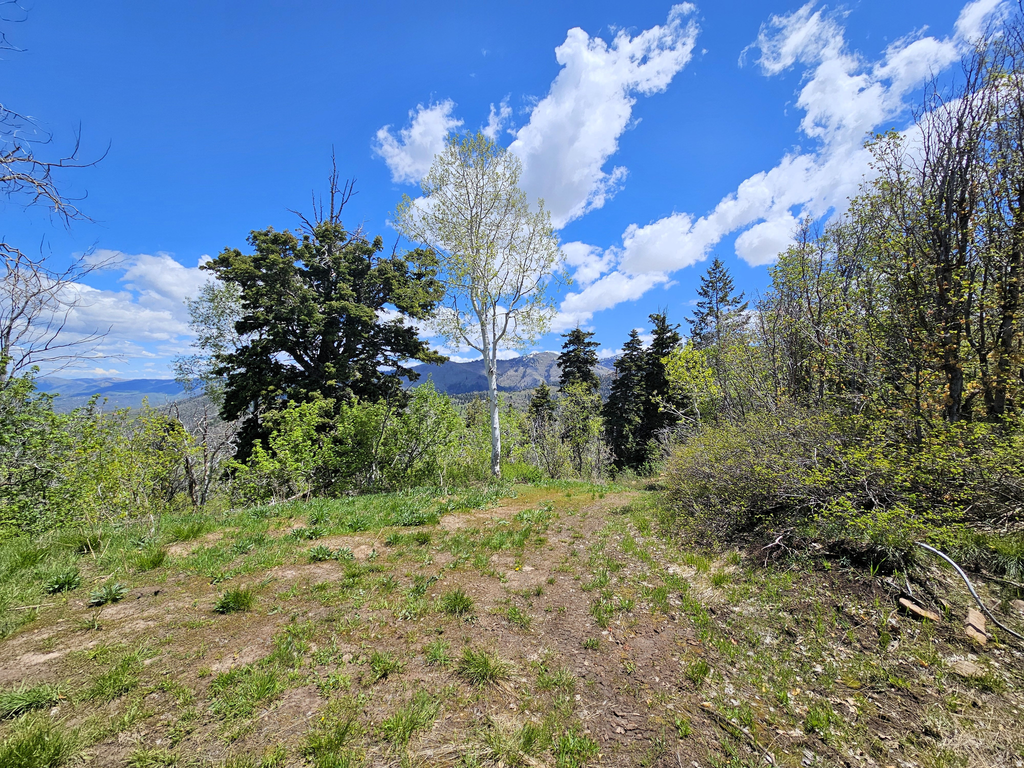 PINE RIDGE ESTATES - Land