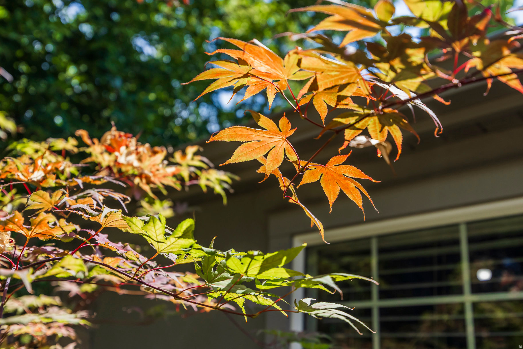 HARVARD/YALECREST - Residential