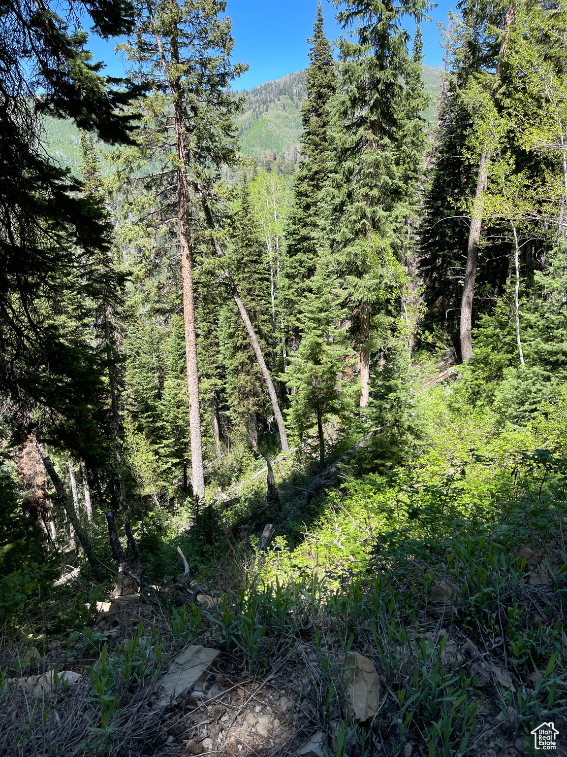 Land, Mt Pleasant, Utah image 16