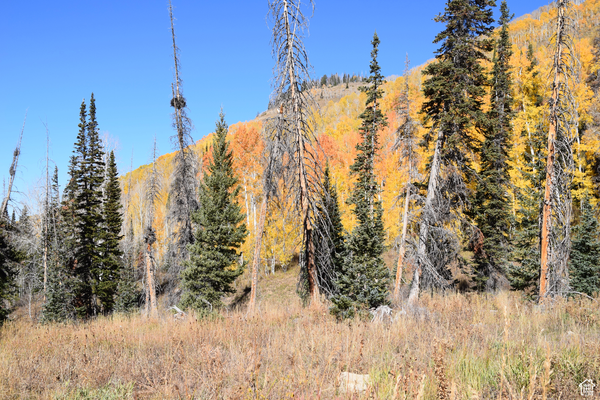 Land, Mt Pleasant, Utah image 6