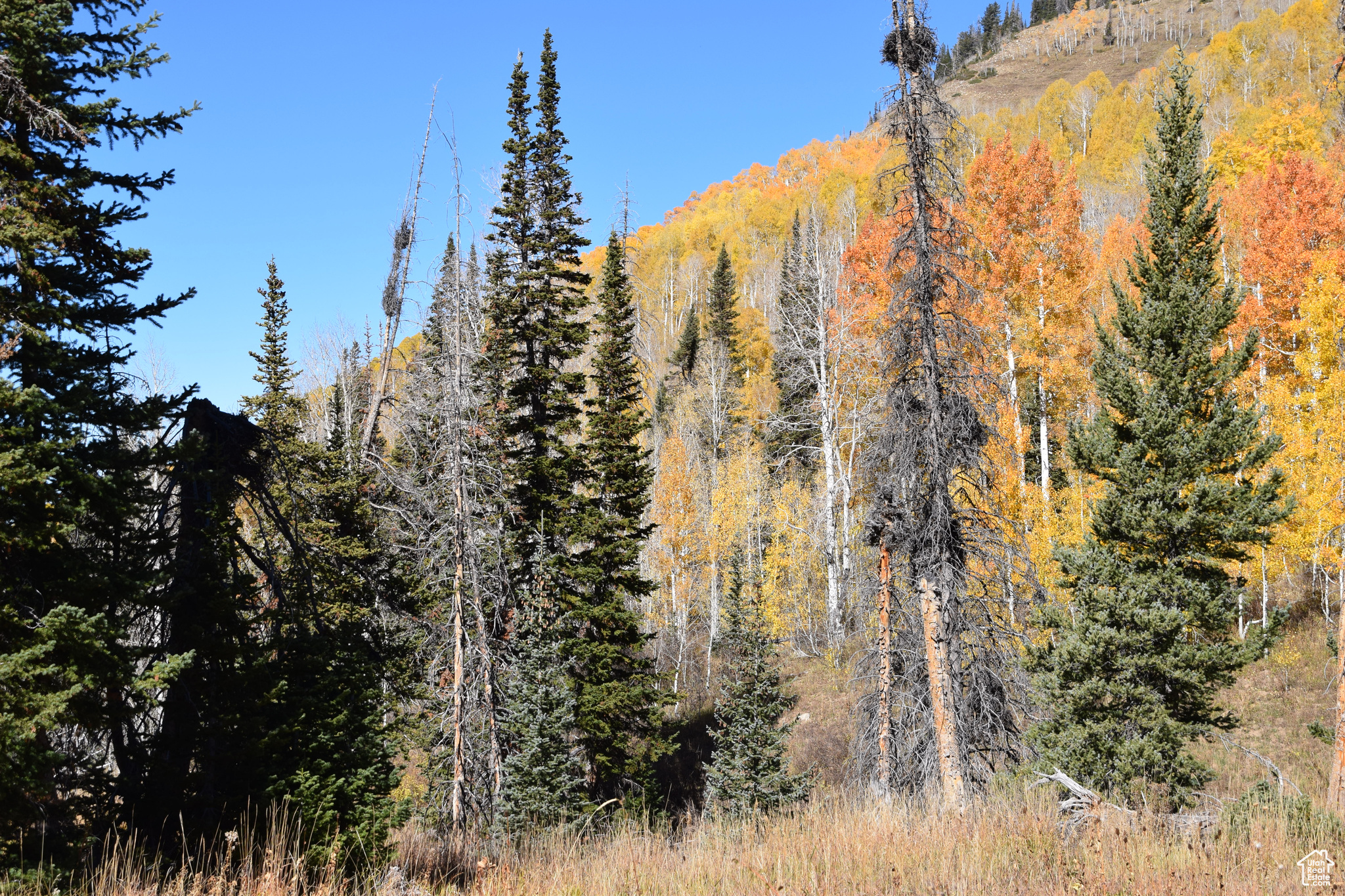 Land, Mt Pleasant, Utah image 18
