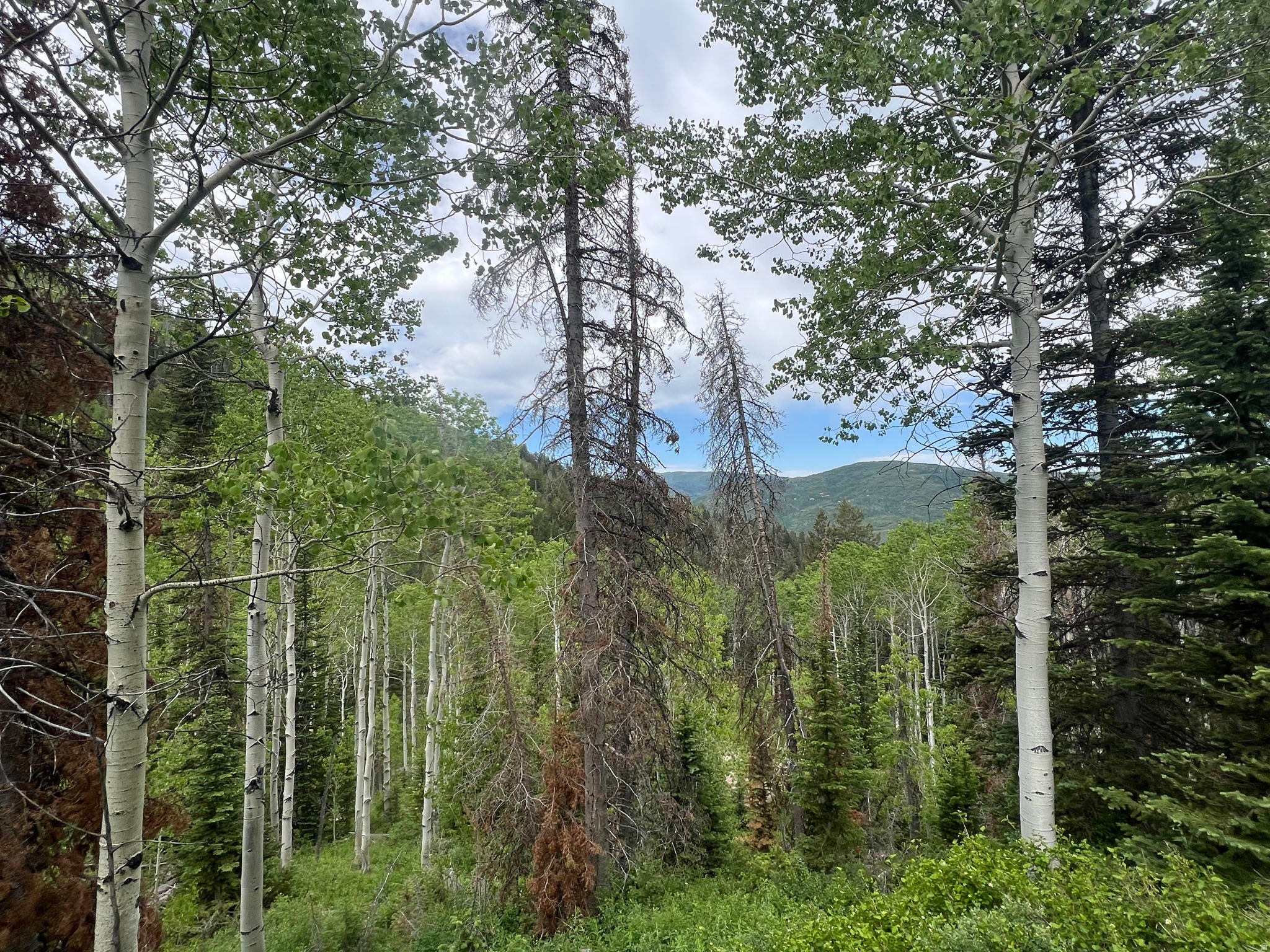 PINE MOUNTAIN - Land