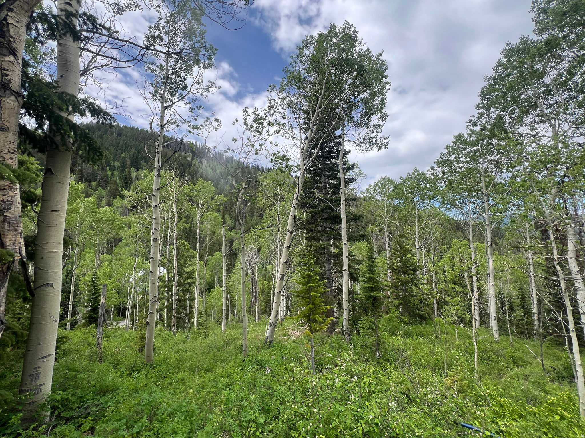 PINE MOUNTAIN - Land