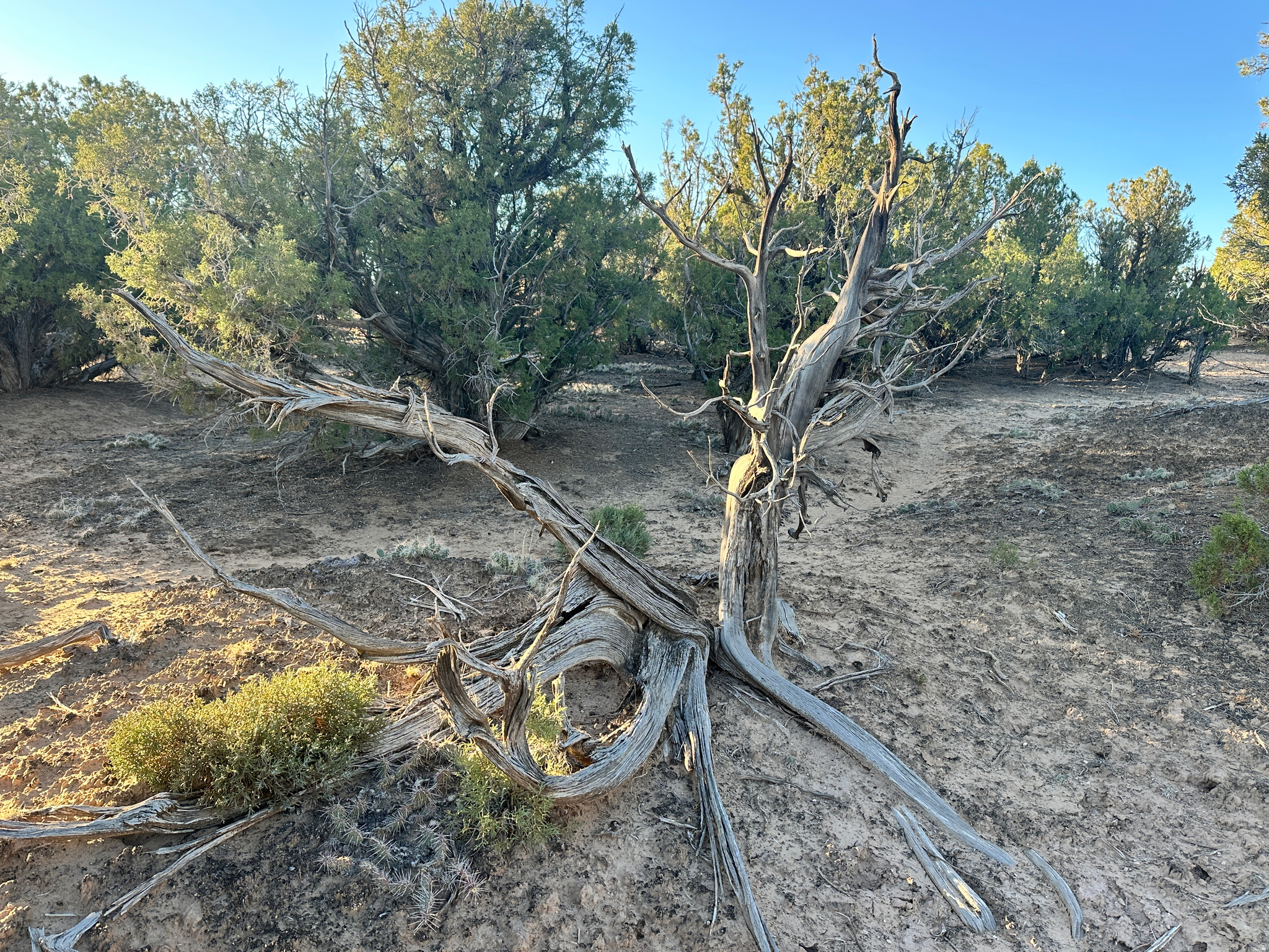 REDHAWK RANCHES - Land