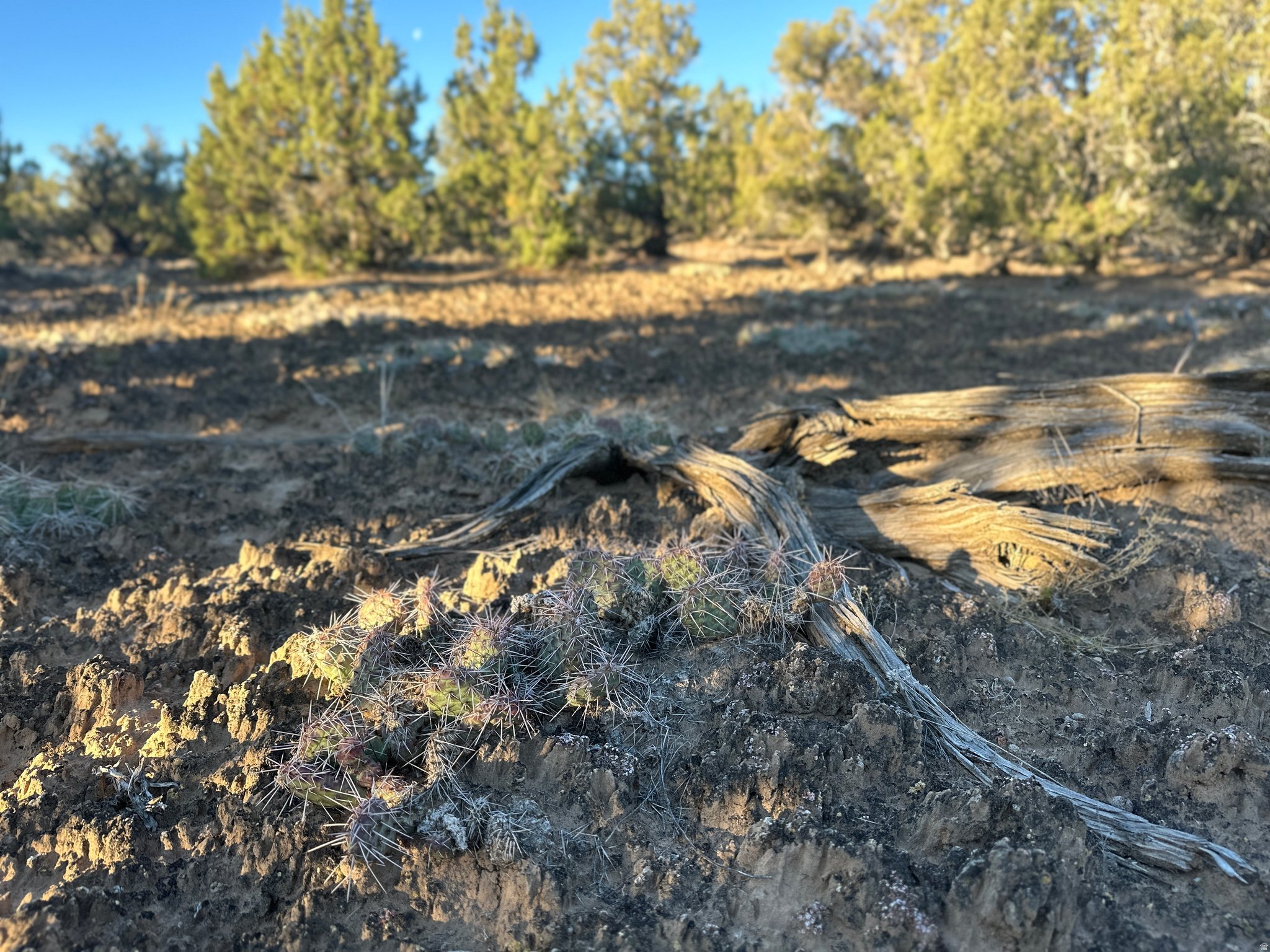 REDHAWK RANCHES - Land