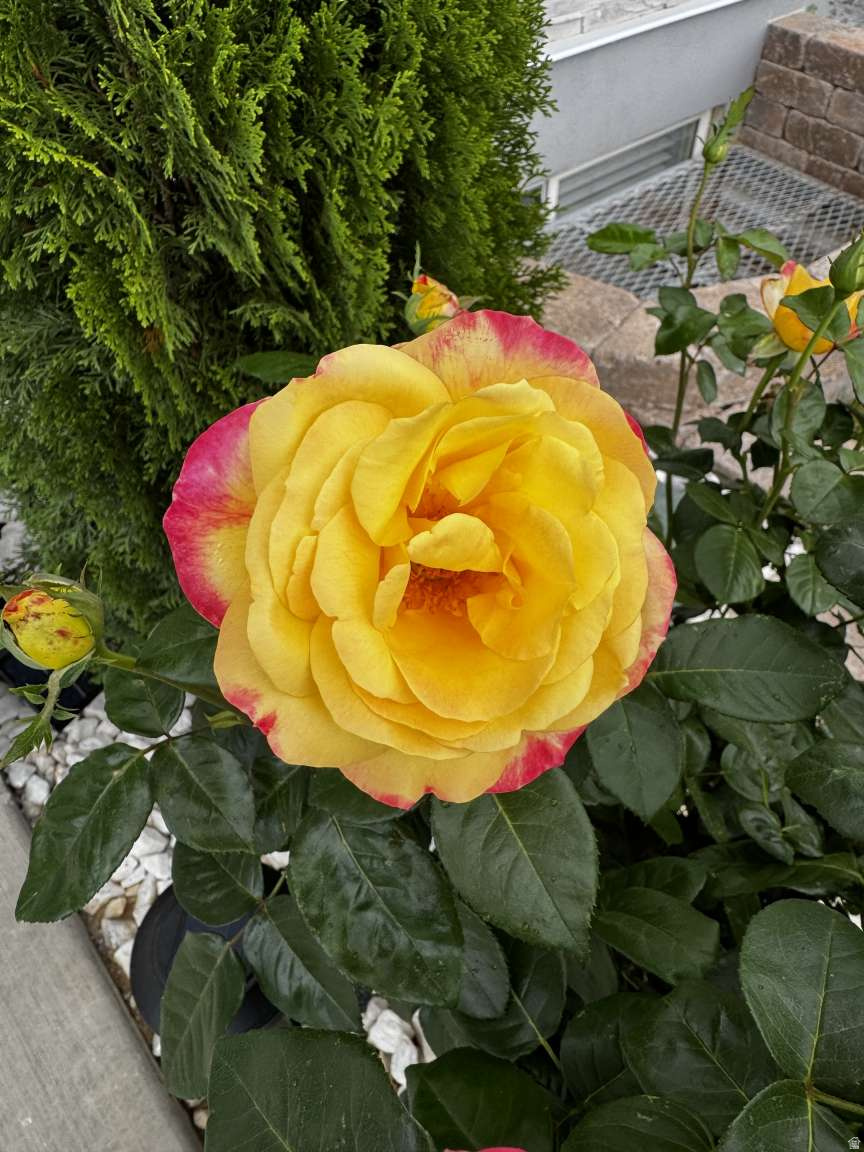 E HENDRICKSON AMENDED - Residential