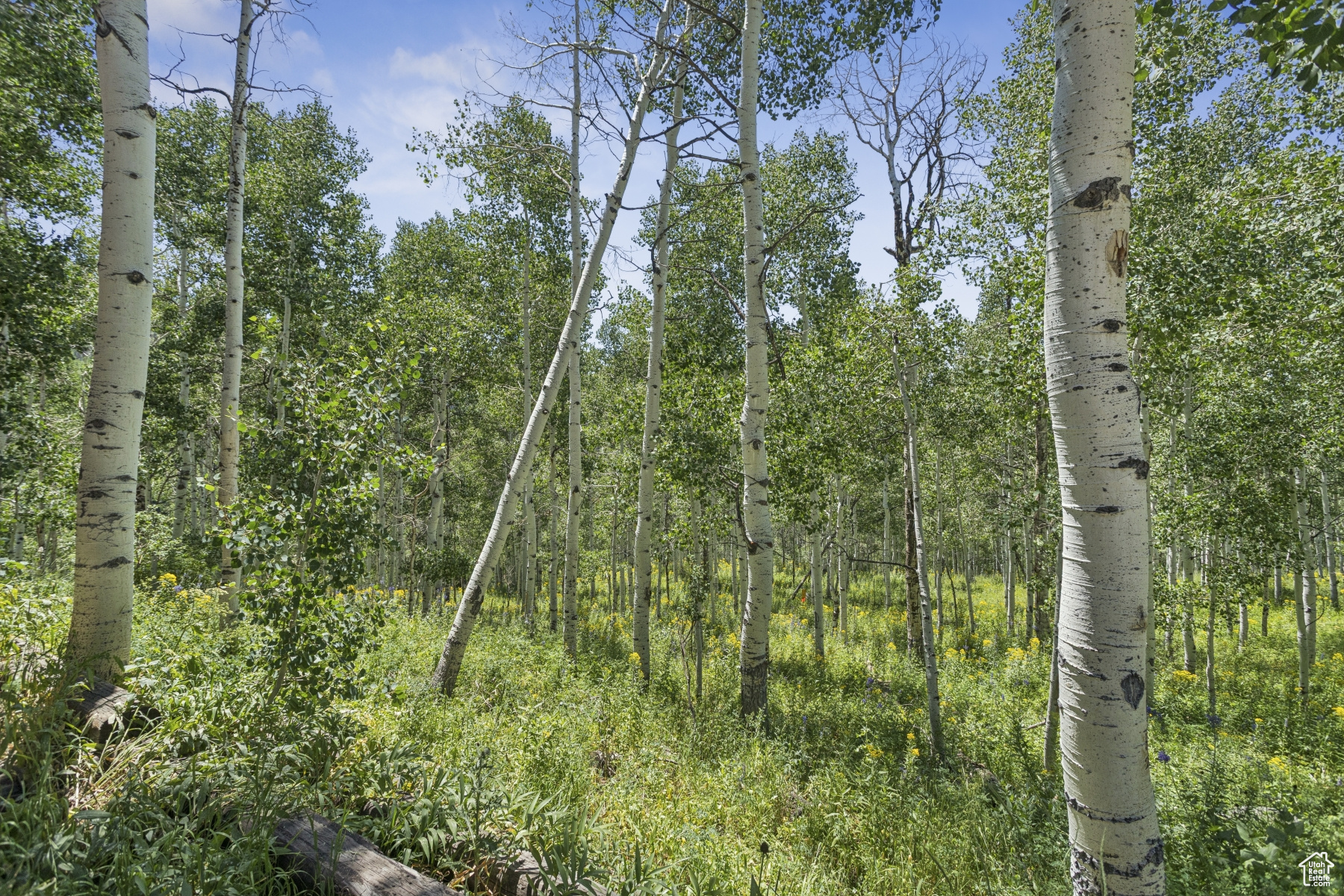 TIMBER LAKES - Residential