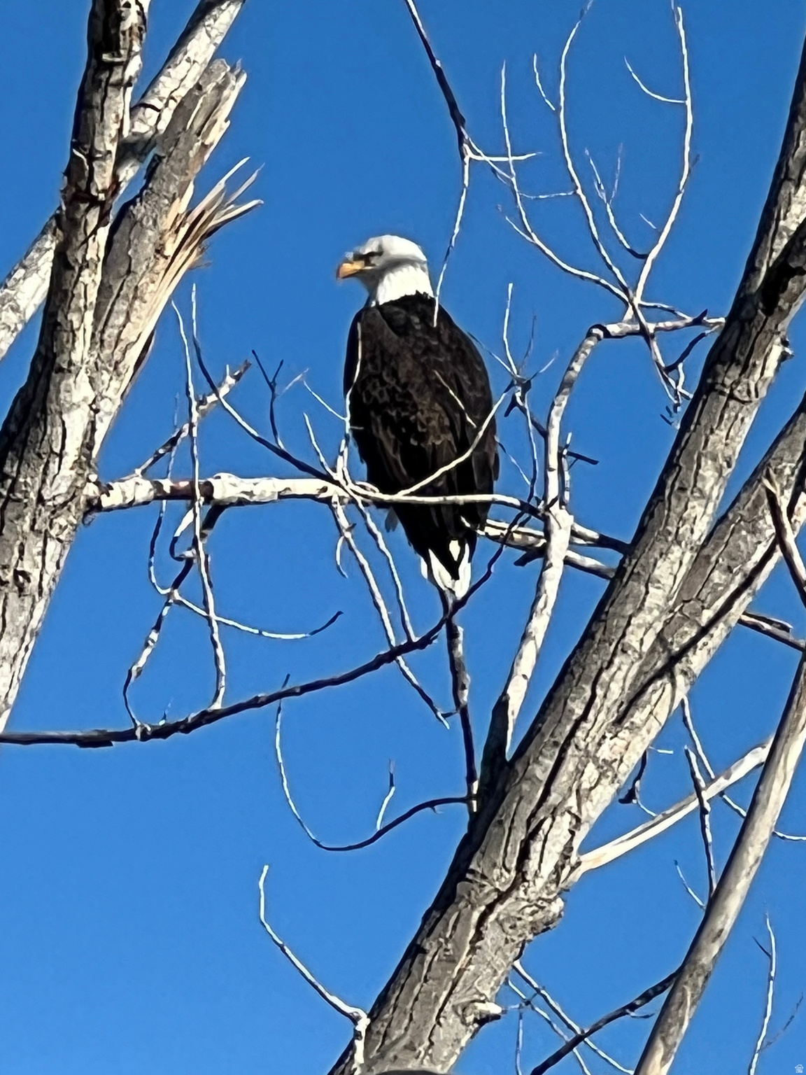 MALLARD BAY - Residential