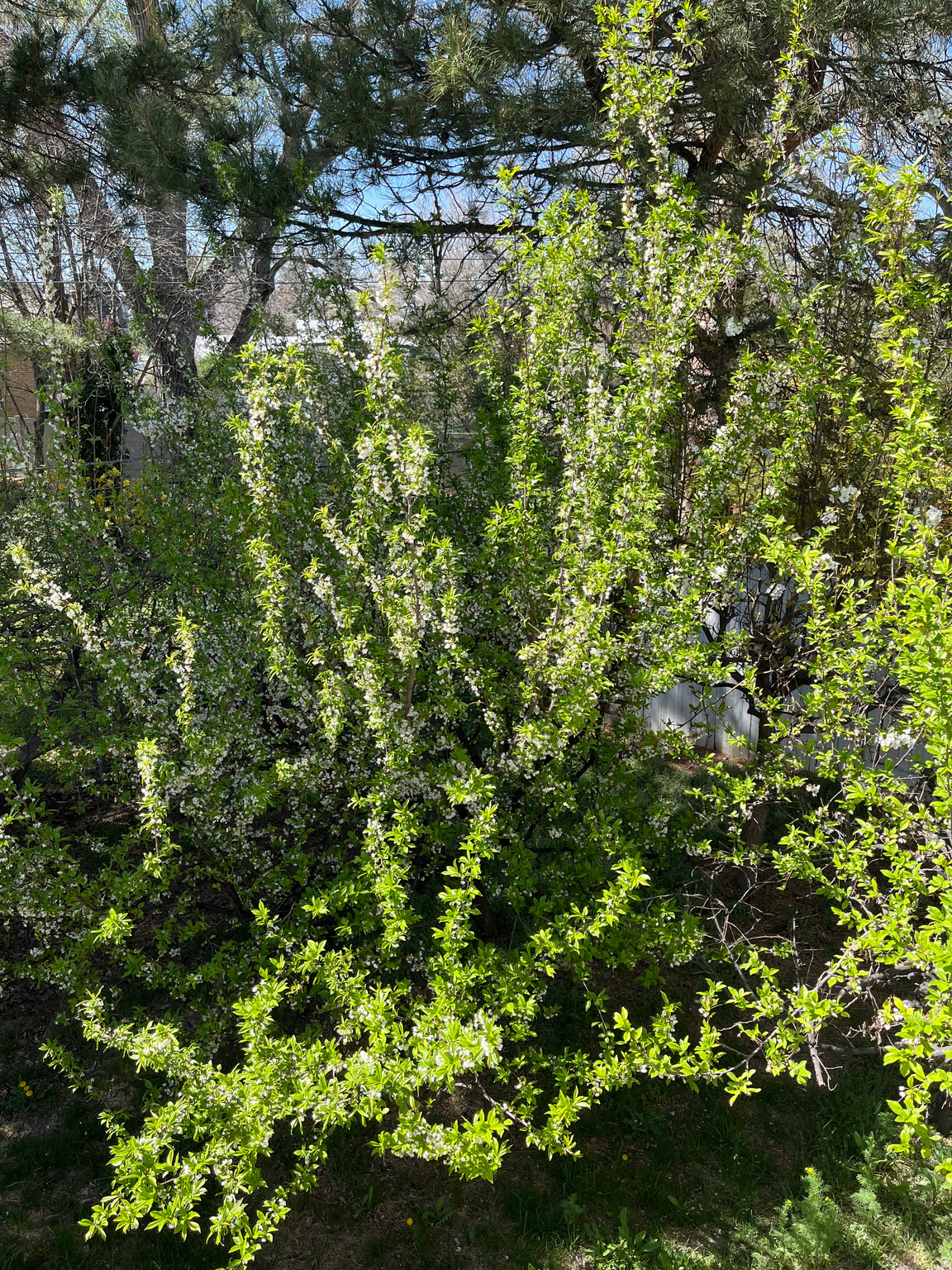 GREEN VALLEY - Residential