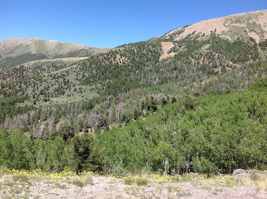 63 acres of raw land north of Burned Ridge on Mt. Ellen in the Henry Mountains. Huge, unspoiled parcel of land close to Bull Creek Pass. Supreme, unparalled views of miles and miles of public lands. Immense diversity the landscape with open areas, steep inclines and forested areas. Plentiful wildlife. Land is 75 miles from Torrey. Summer access only because snow and high elevation. Water and electricity are not available at this remote location.