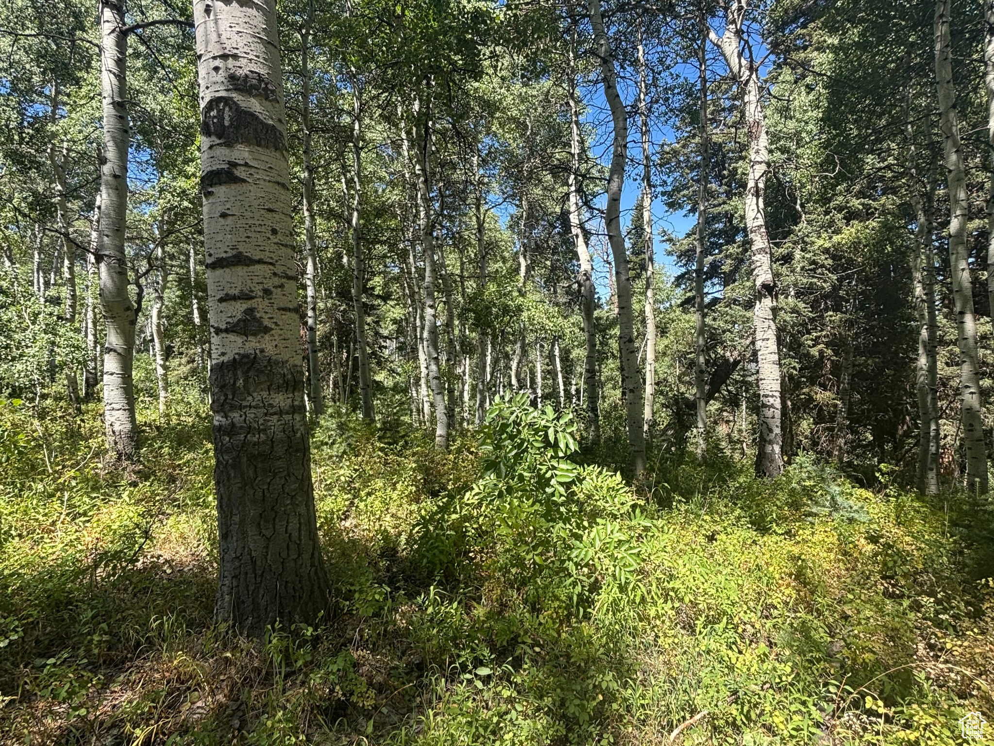 TIMBER LAKES - Land