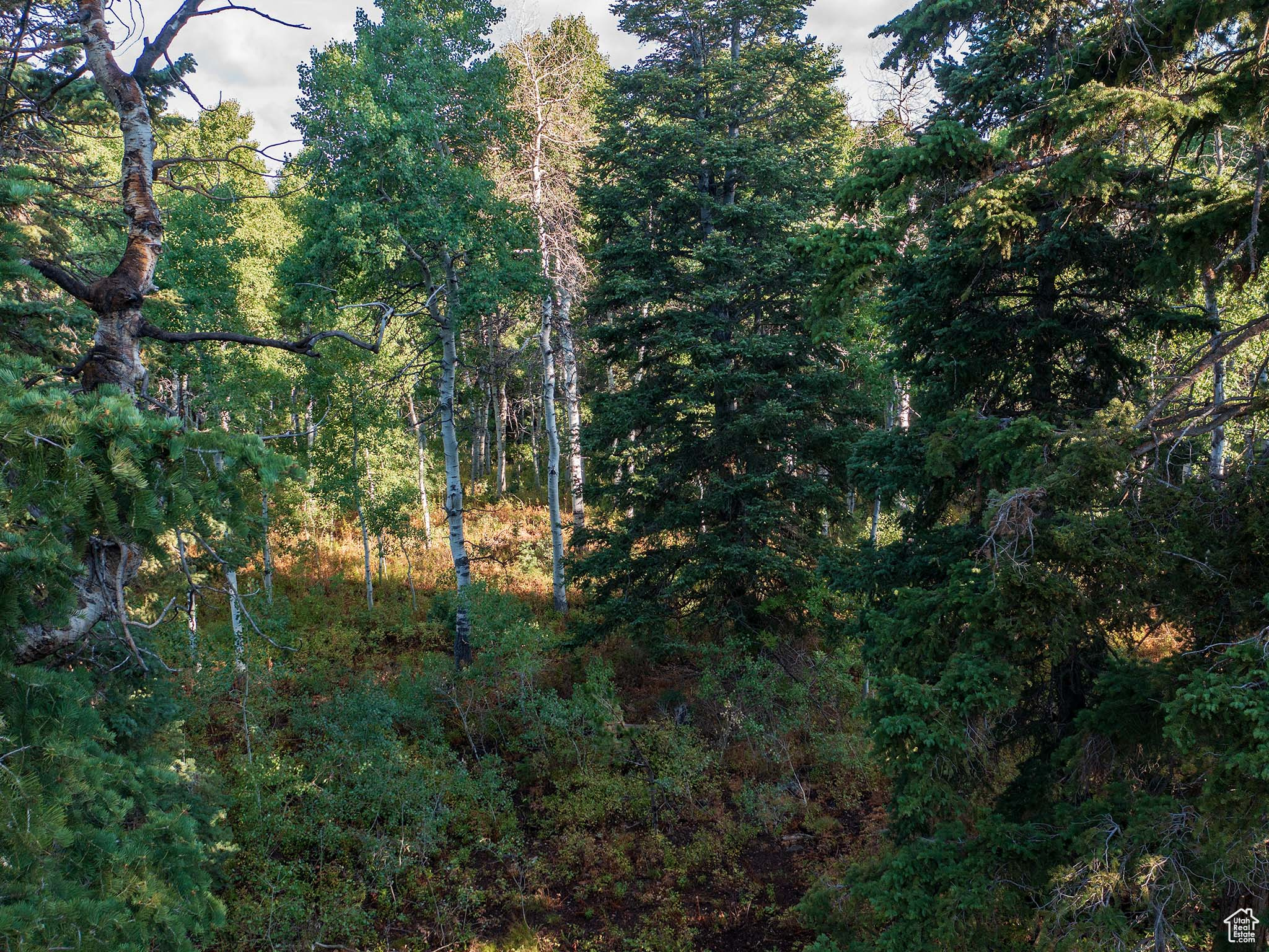 TIMBER LAKES - Land