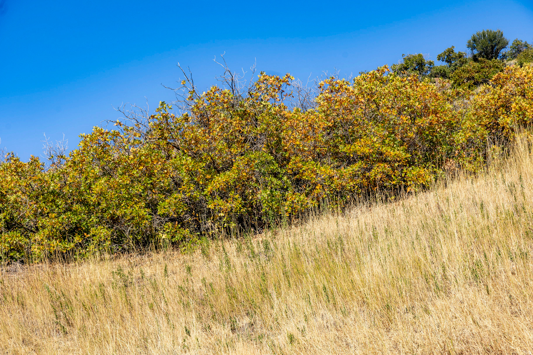 EMIGRATION OAKS - Land