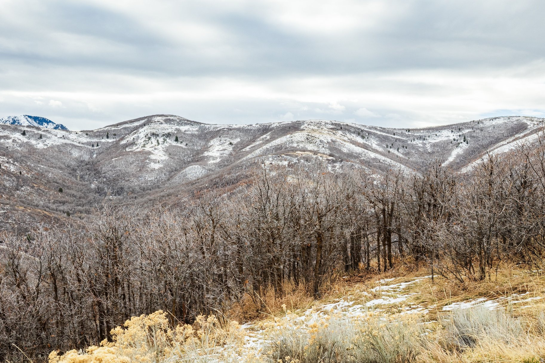 EMIGRATION OAKS - Land