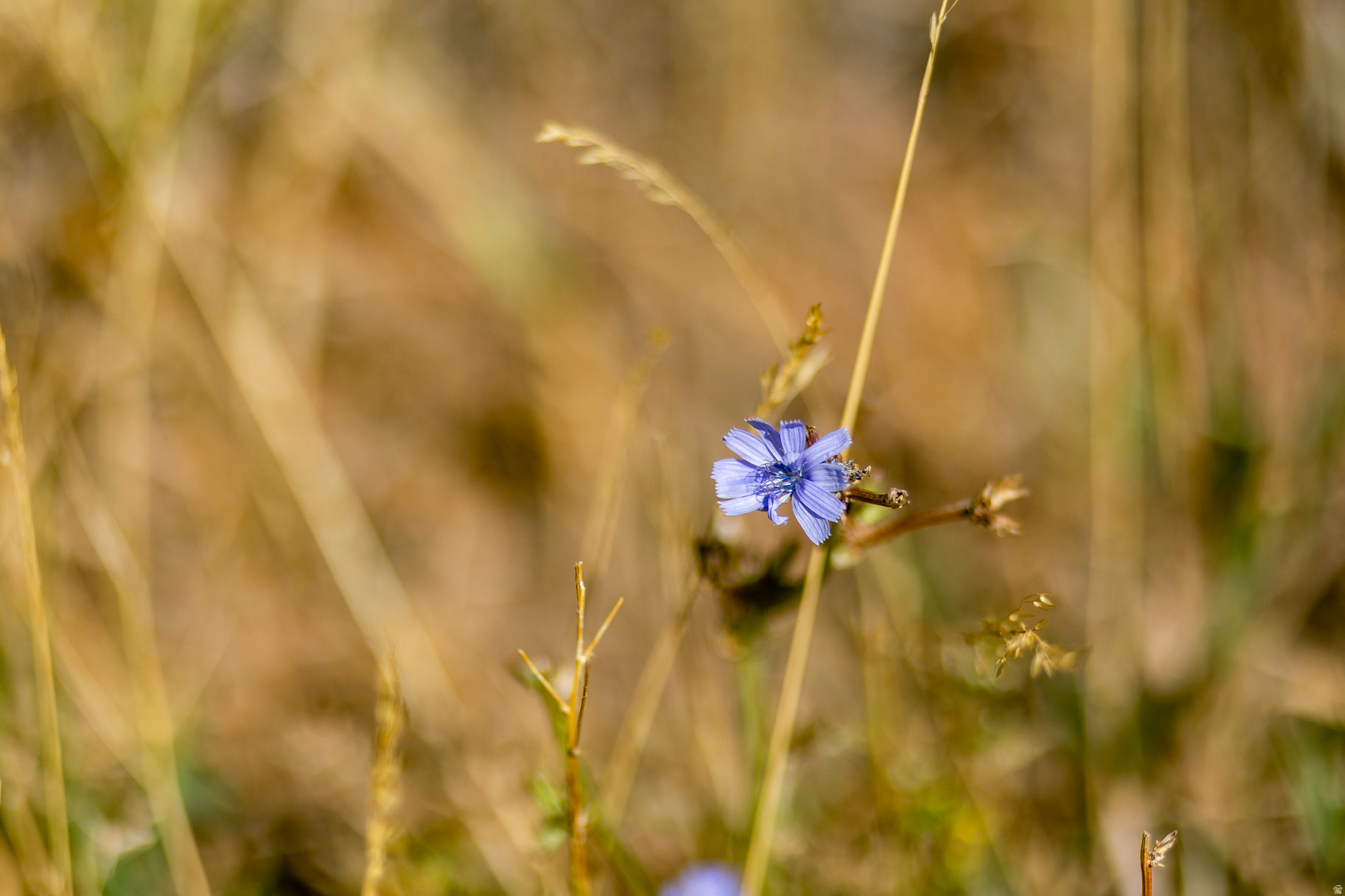 EMIGRATION OAKS - Land