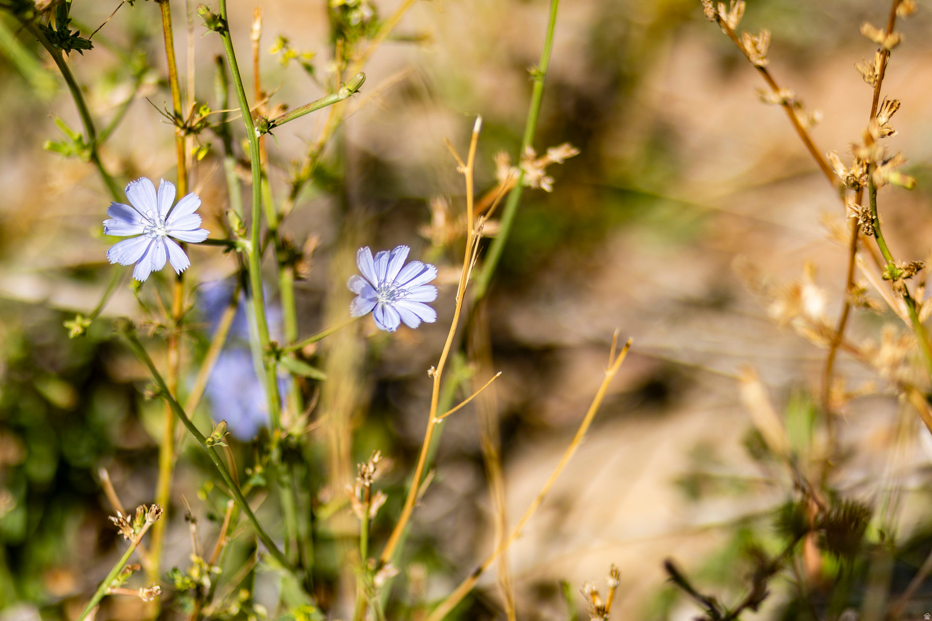 EMIGRATION OAKS - Land