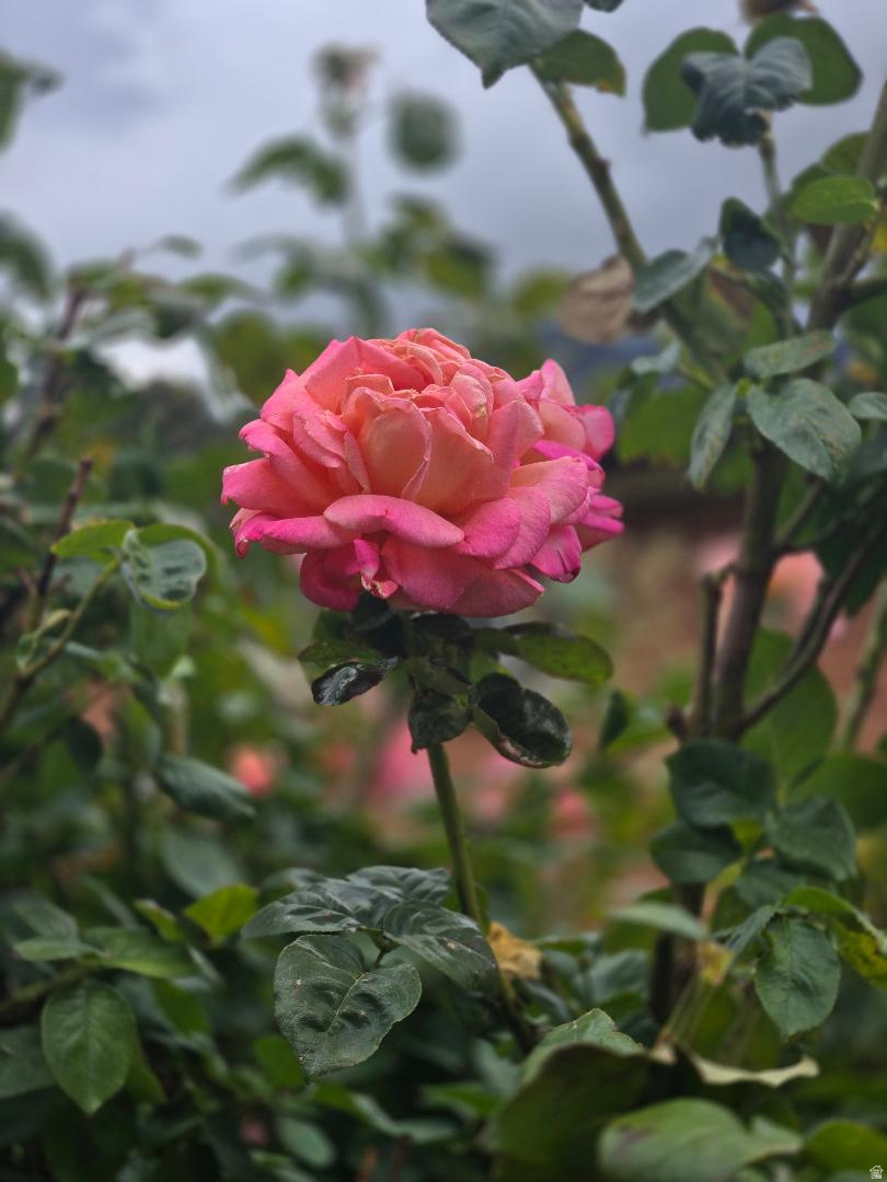 HENDERSON SUB #02 - Residential