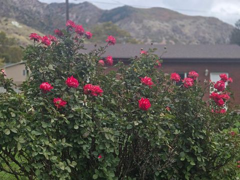 Tiny photo for 1358 CROSS ST, Ogden, UT 84404 (MLS # 2153379)