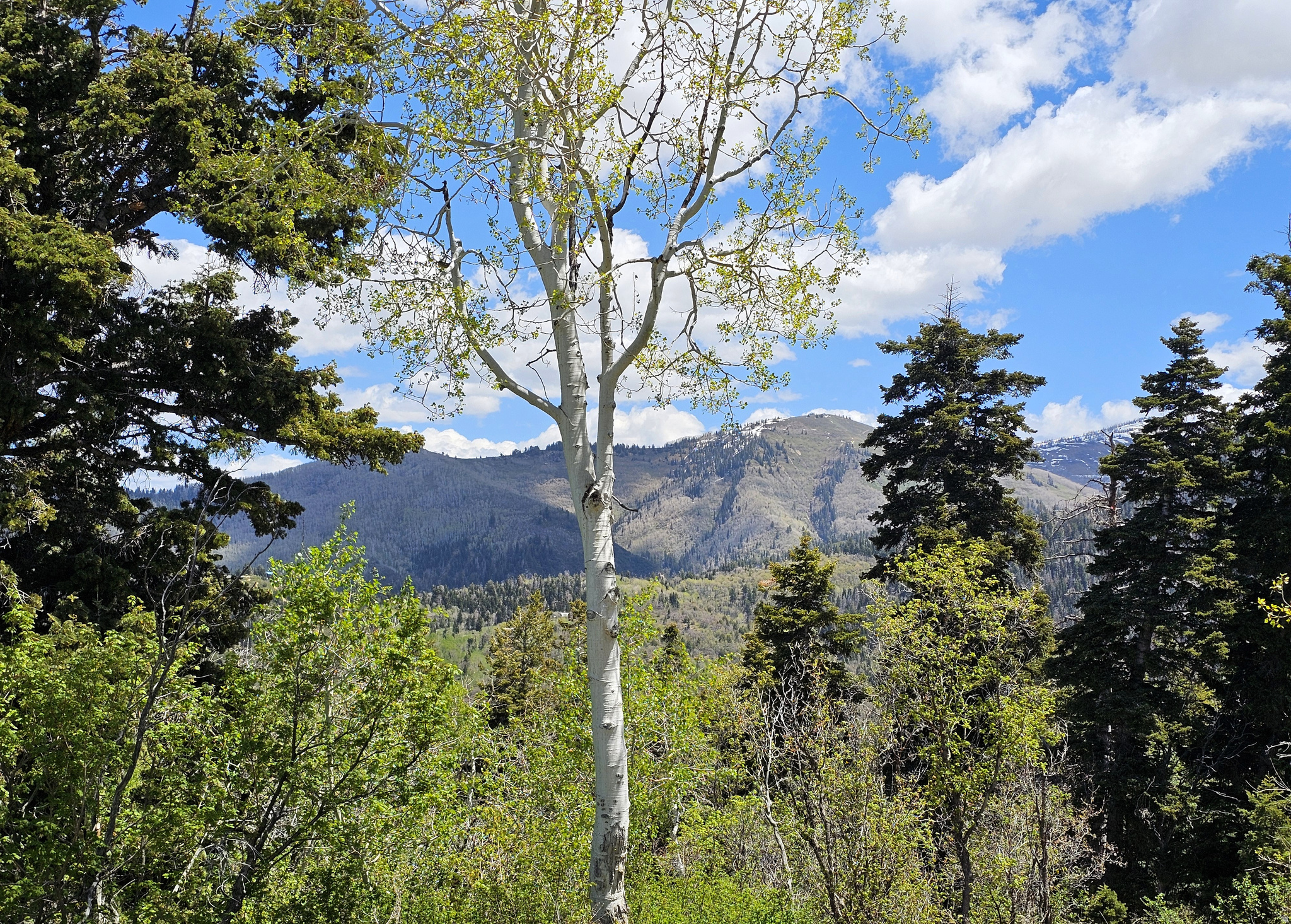 PINE RIDGE ESTATES - Land