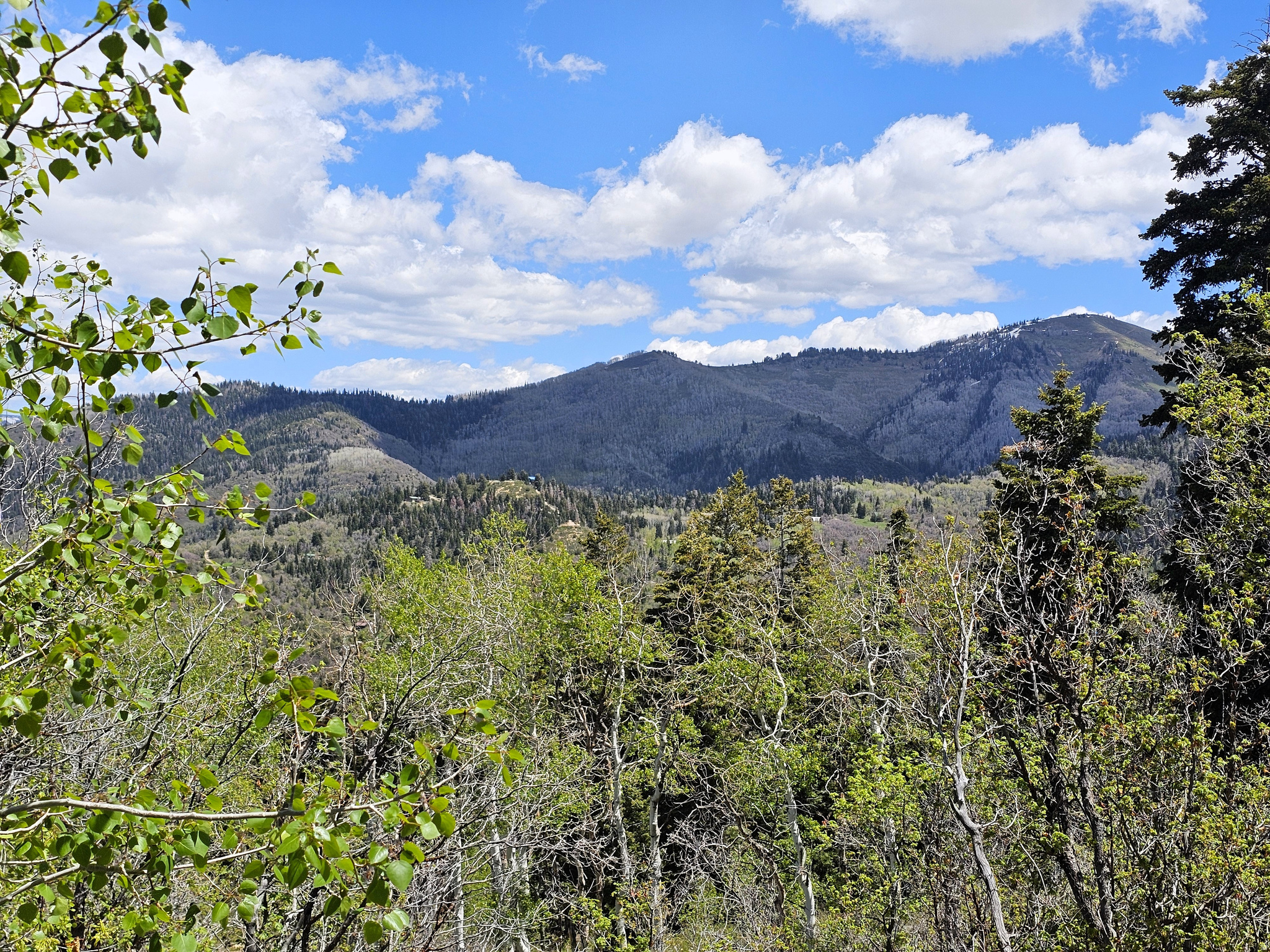 PINE RIDGE ESTATES - Land