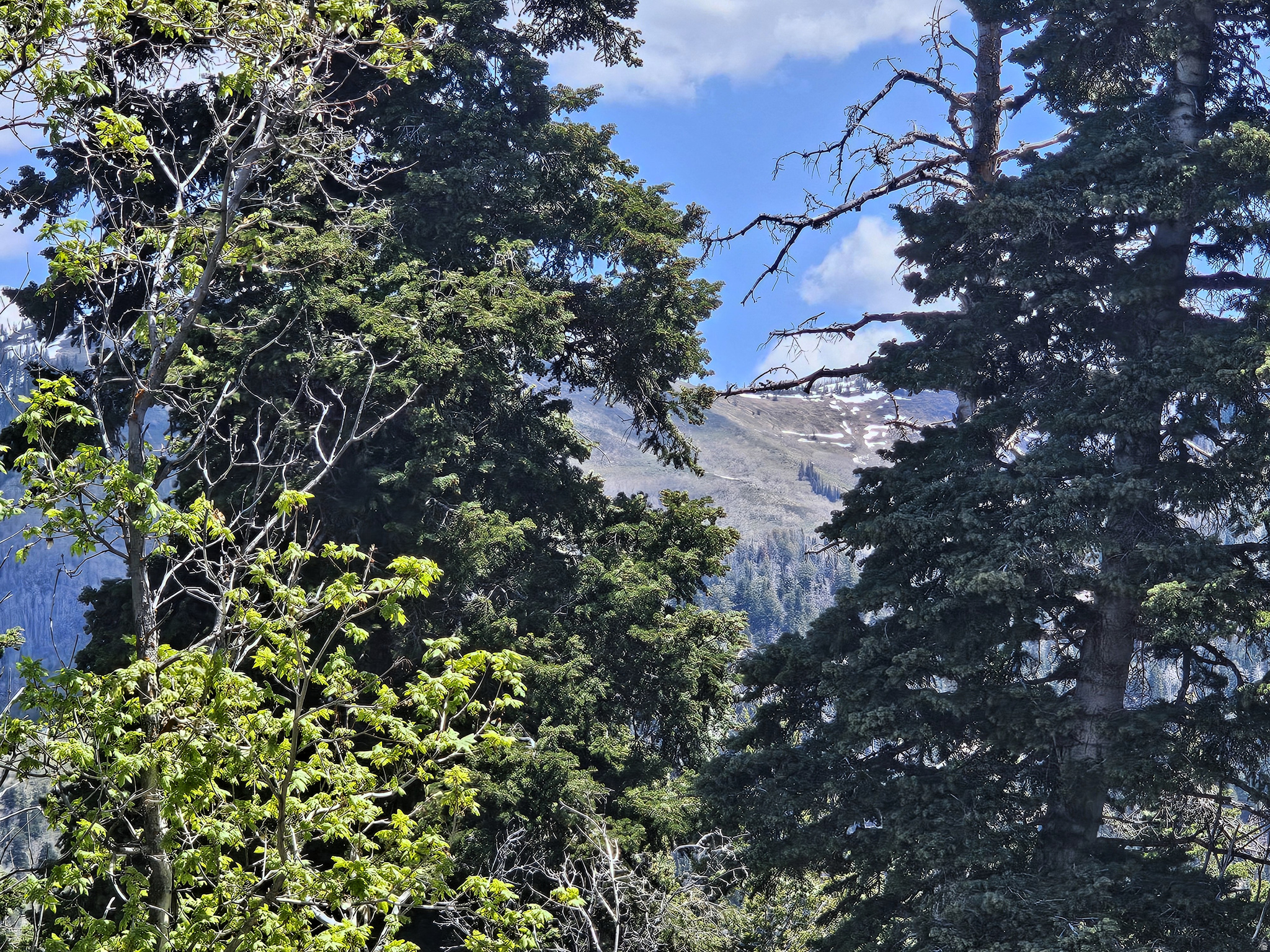 PINE RIDGE ESTATES - Land