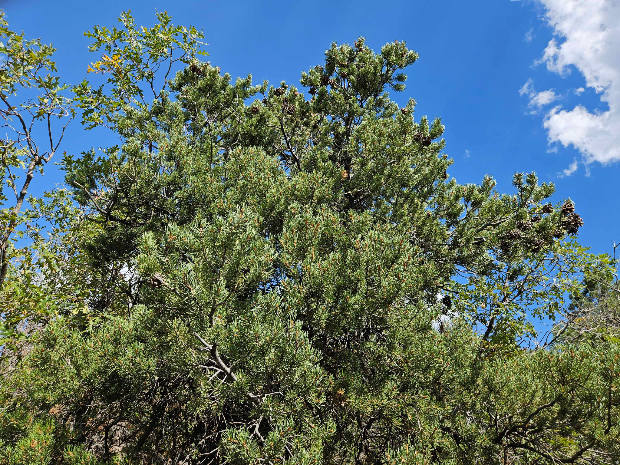 HIDEAWAY VALLEY - Land