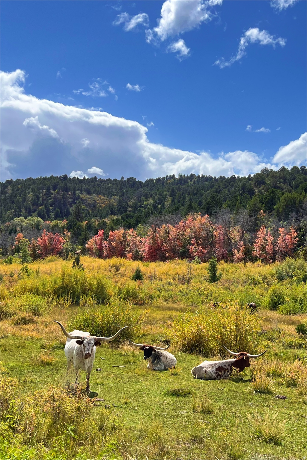 DEER SPRINGS RANCH PLAT B - Land