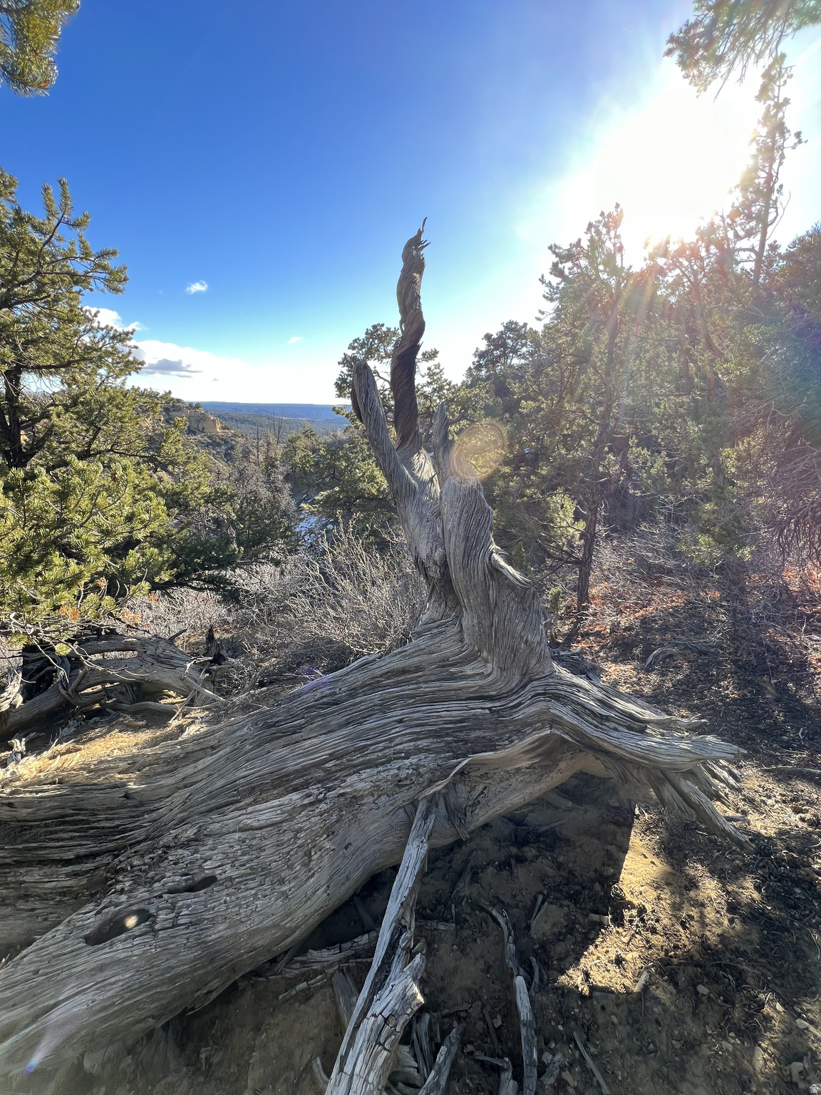 DEER SPRINGS RANCH PLAT B - Land