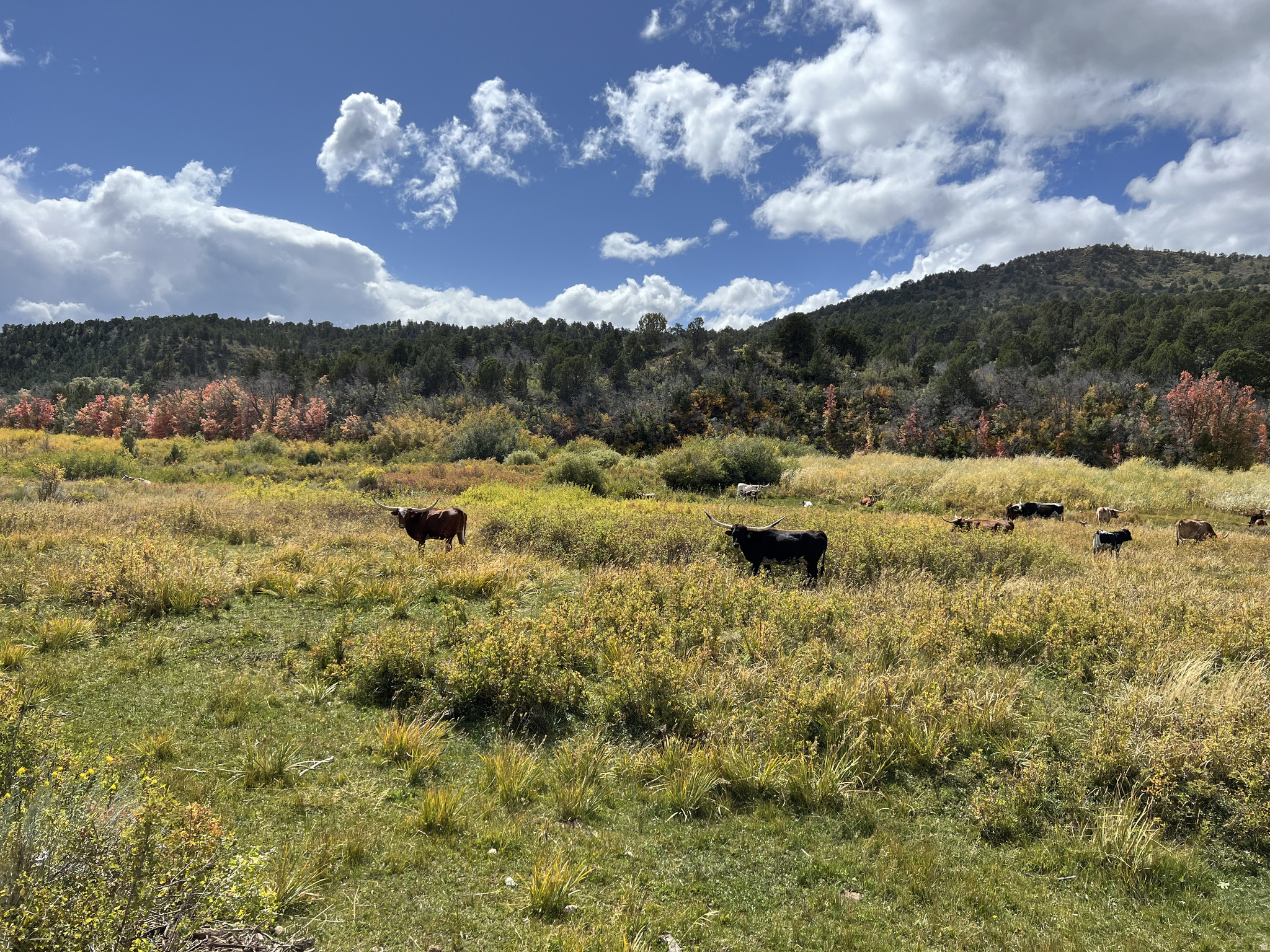 DEER SPRINGS RANCH PLAT B - Land