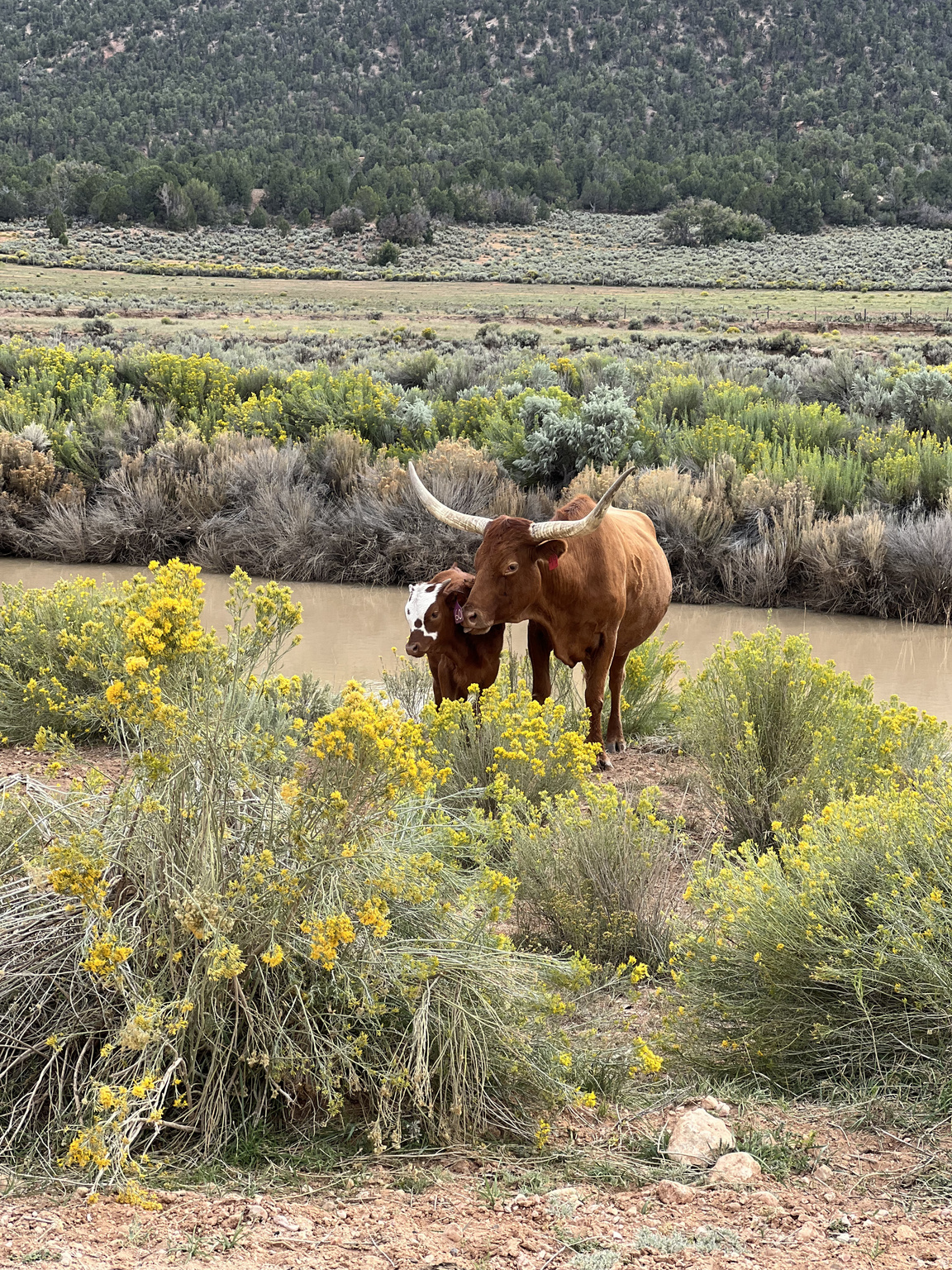 DEER SPRINGS RANCH PLAT B - Land