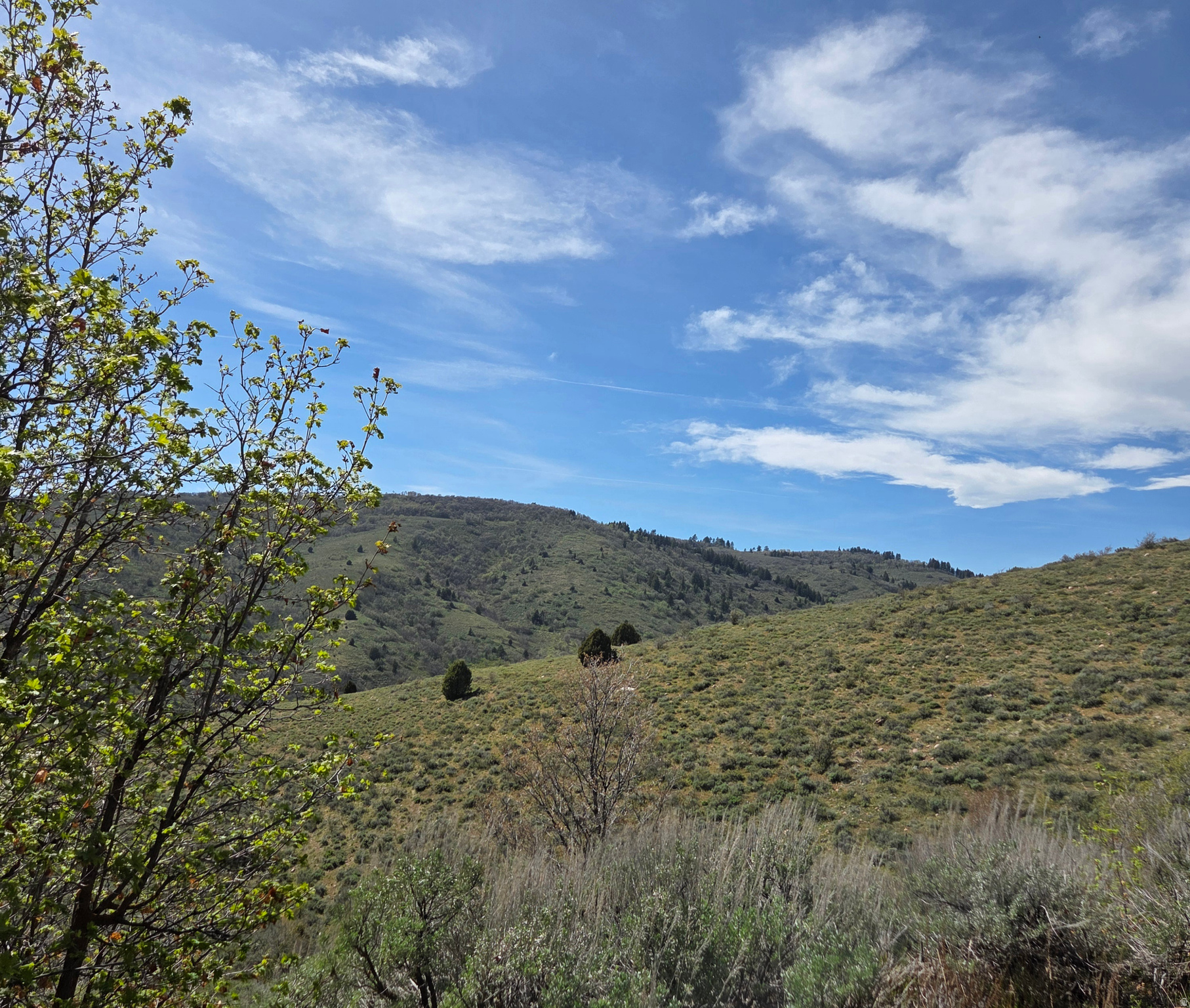 EVERGREEN - Land