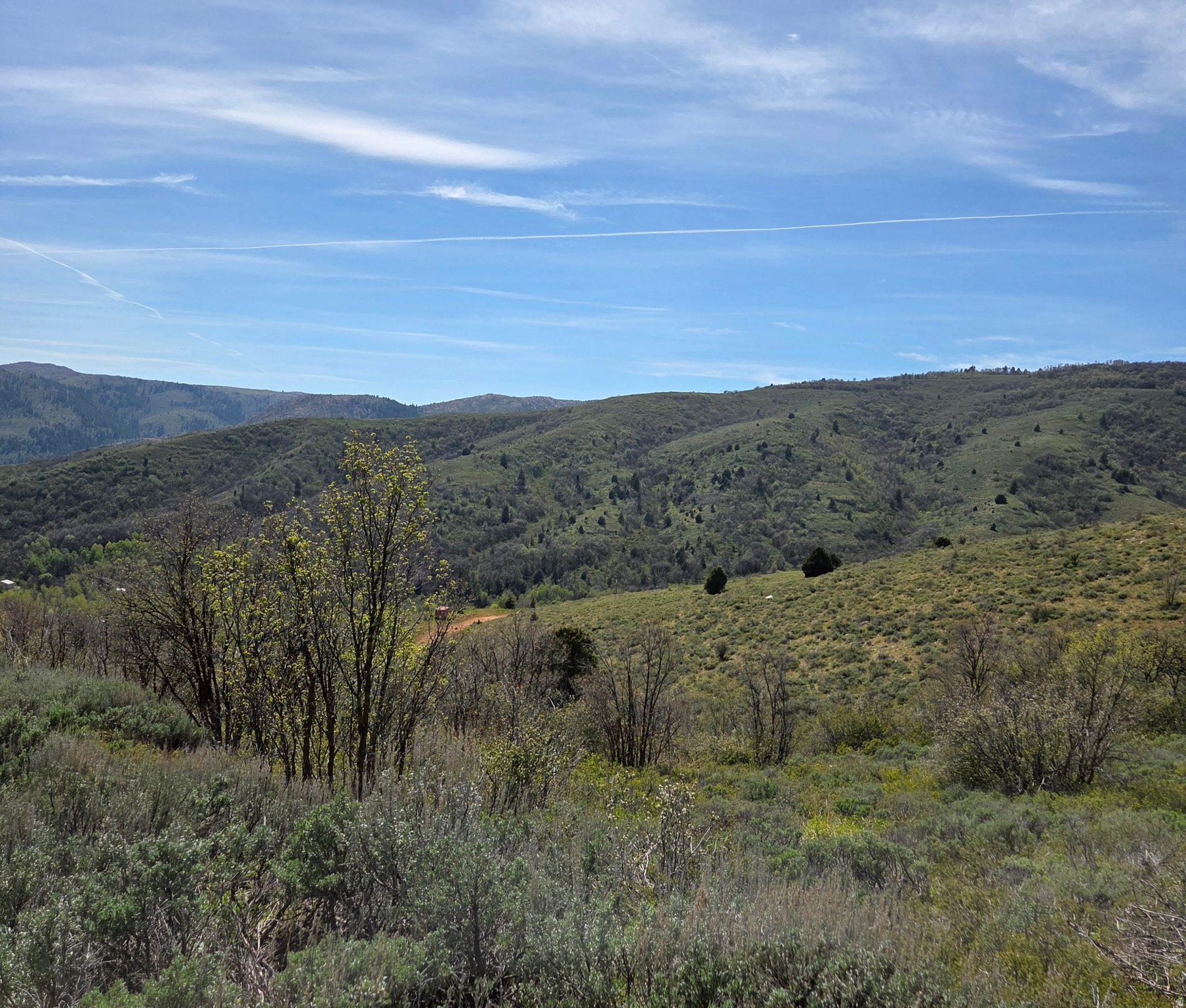 EVERGREEN - Land