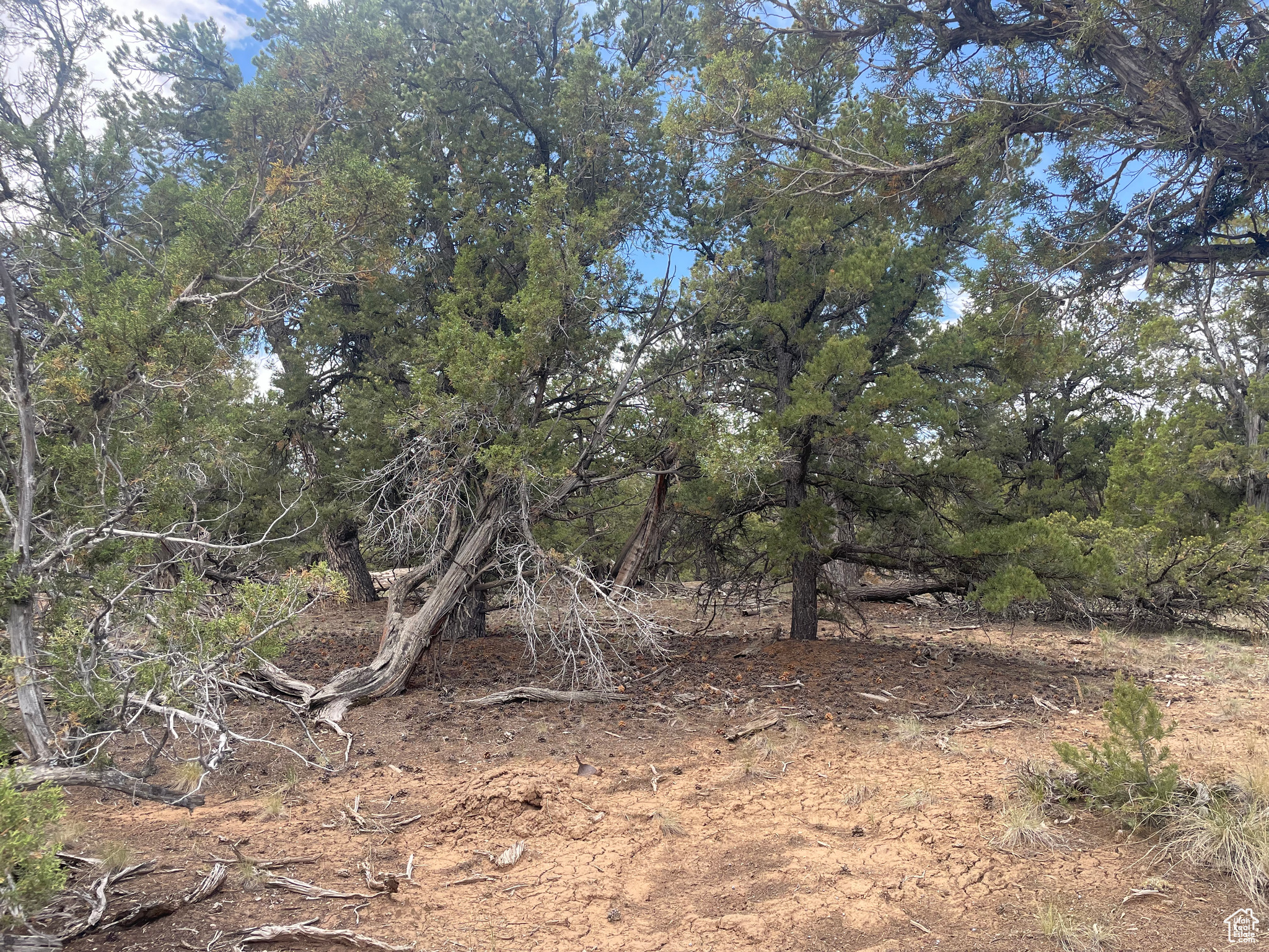 ORANGE MOUNTAIN - Land