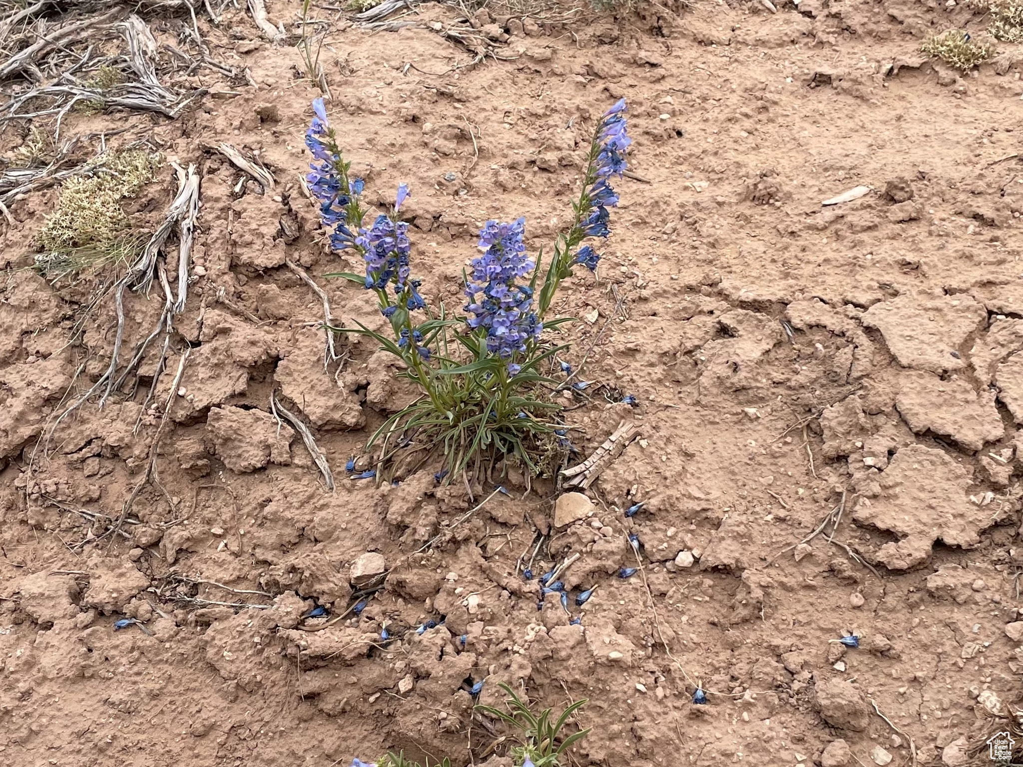 ORANGE MOUNTAIN - Land