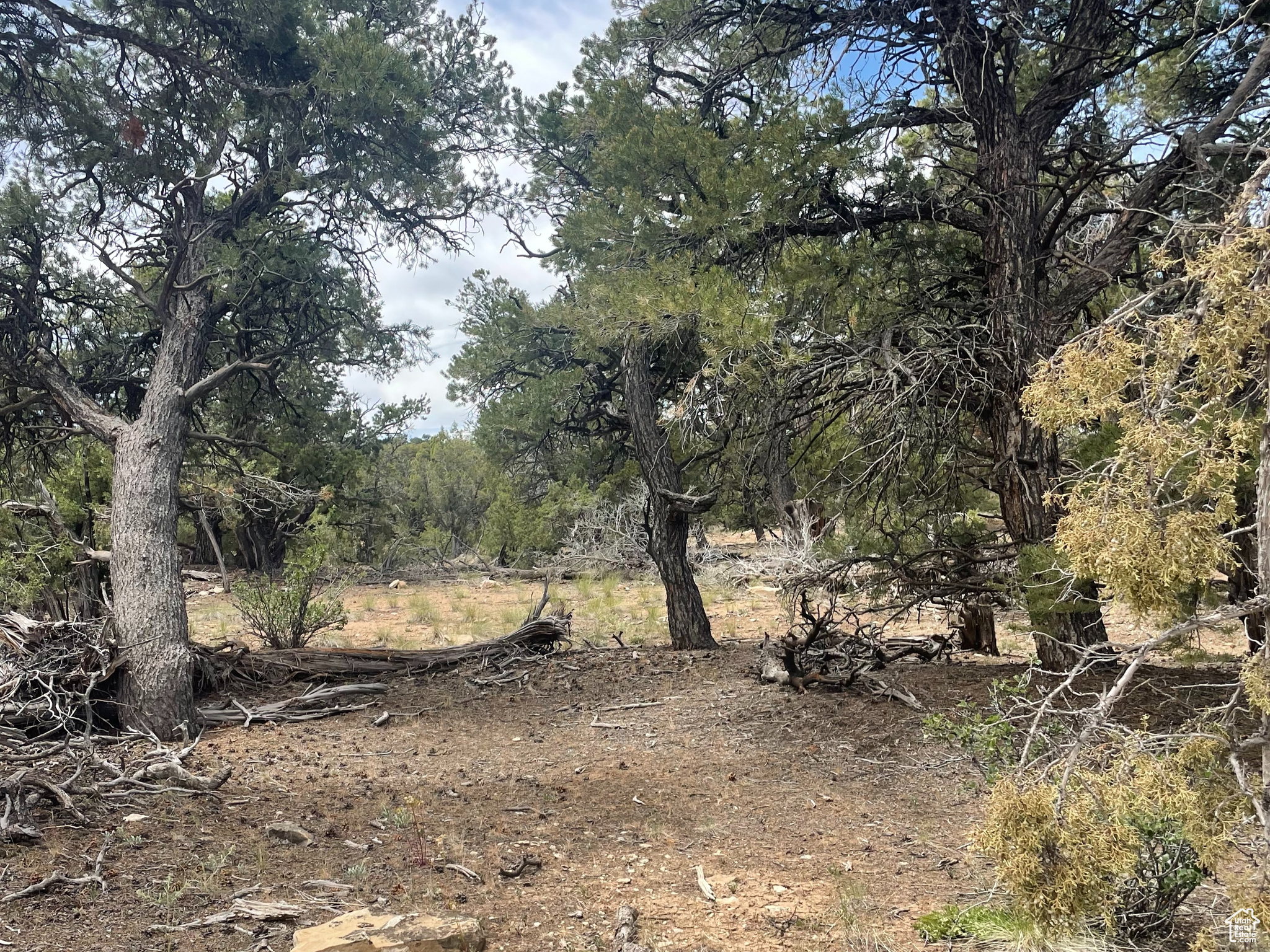 ORANGE MOUNTAIN - Land