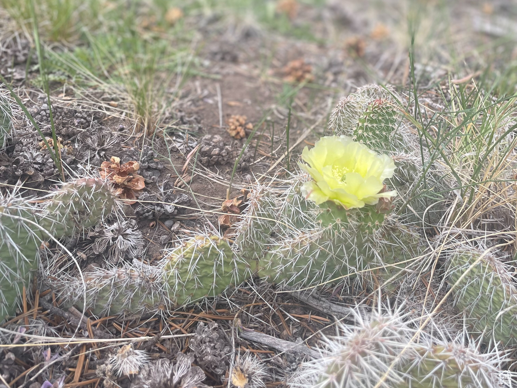 ORANGE MOUNTAIN - Land