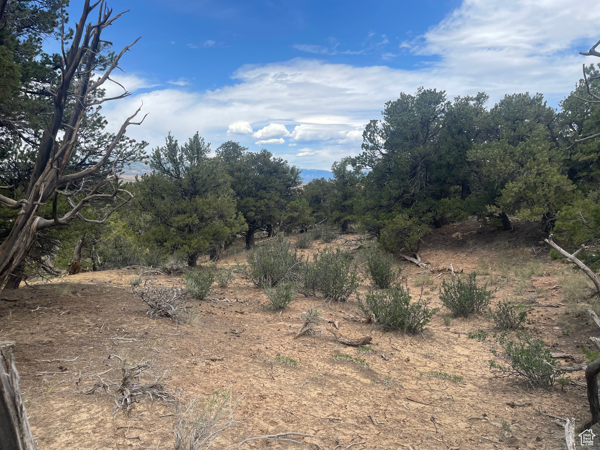 ORANGE MOUNTAIN - Land