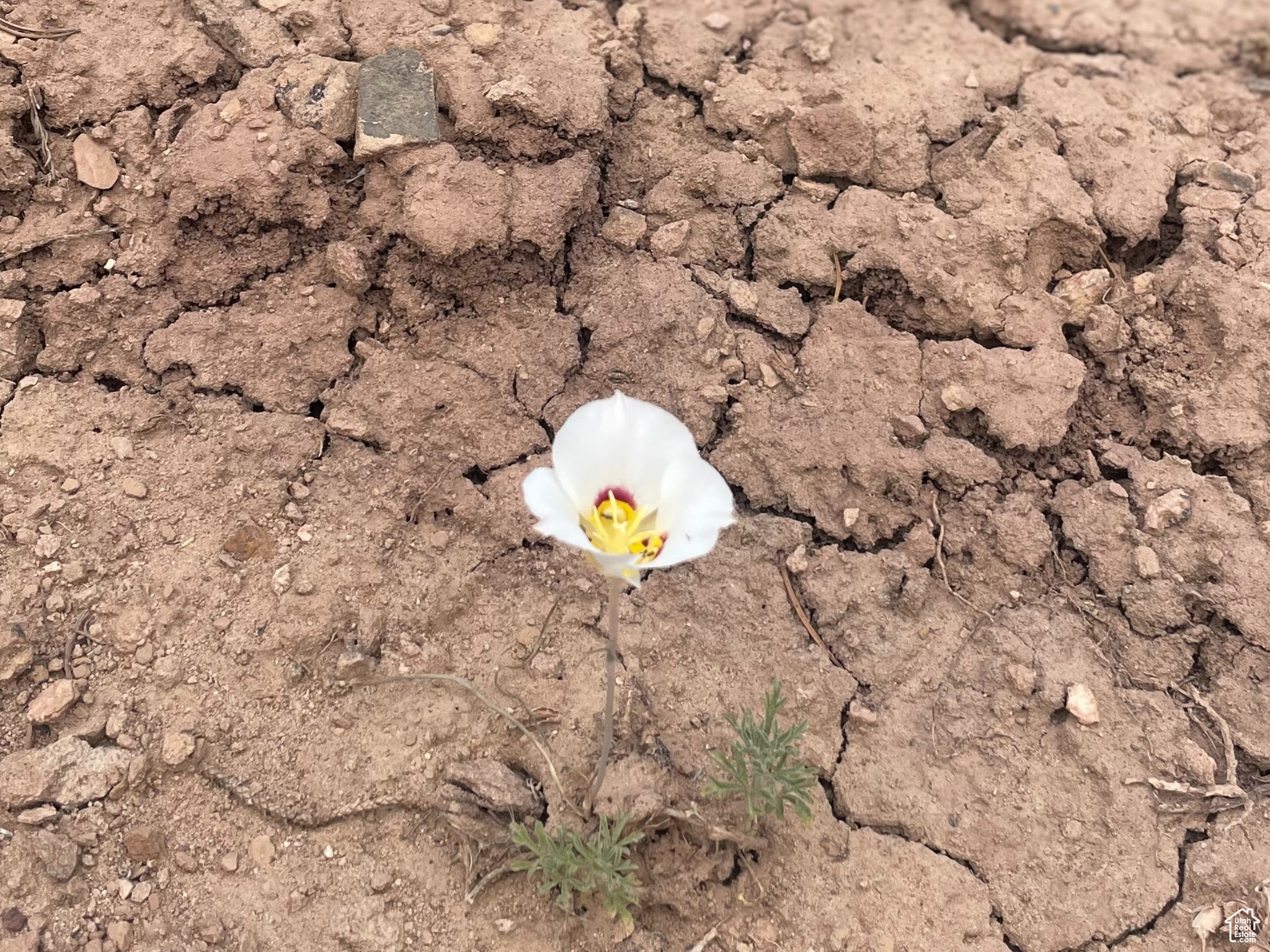 ORANGE MOUNTAIN - Land