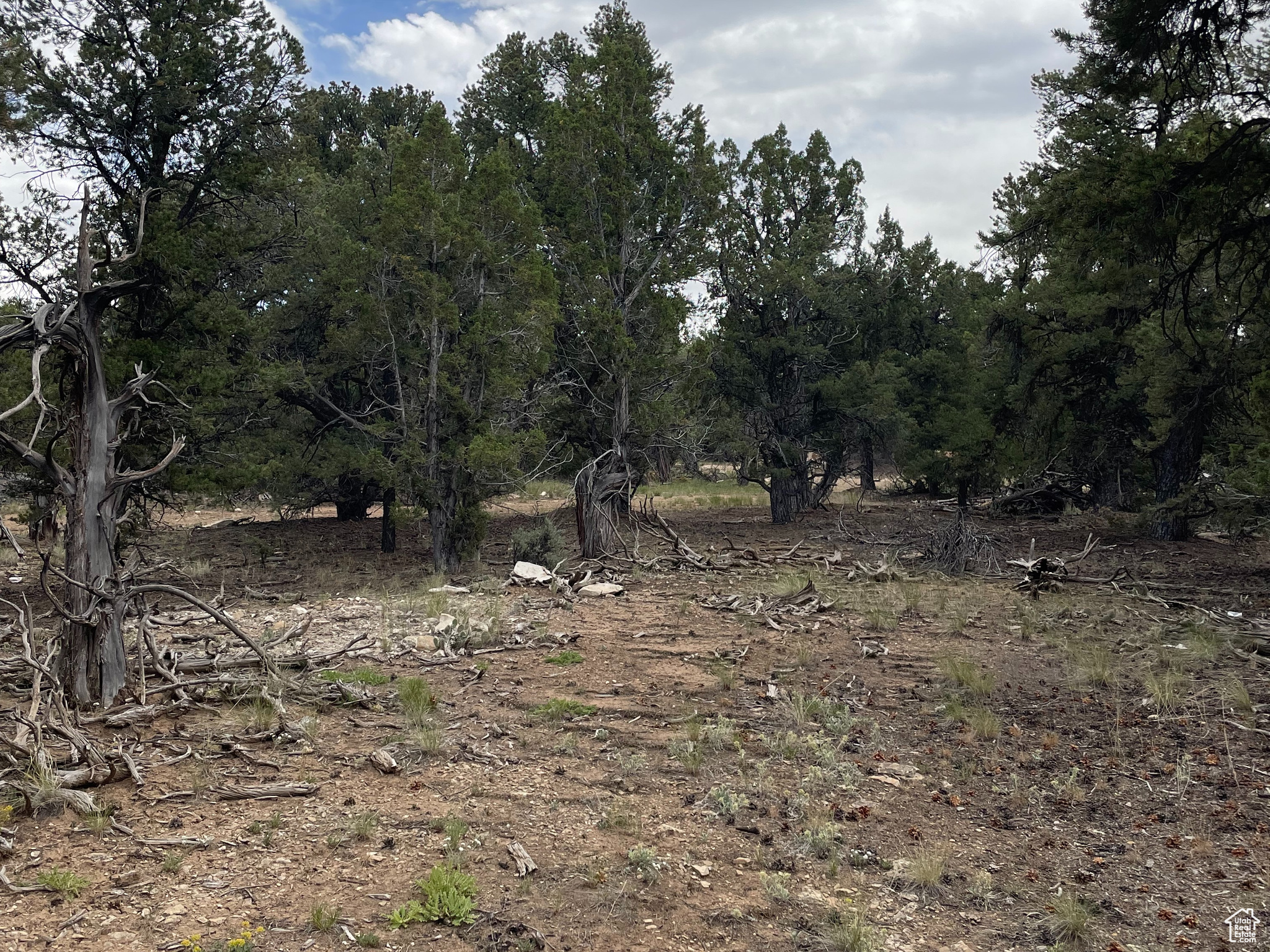 ORANGE MOUNTAIN - Land