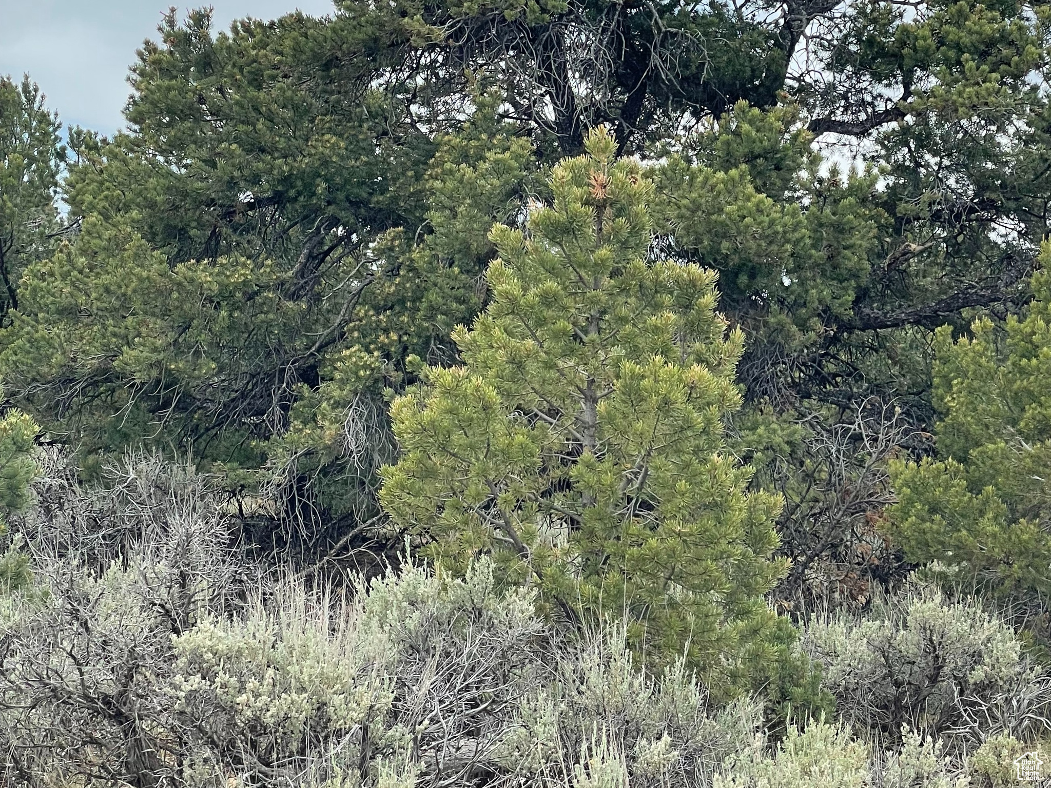 ORANGE MOUNTAIN - Land