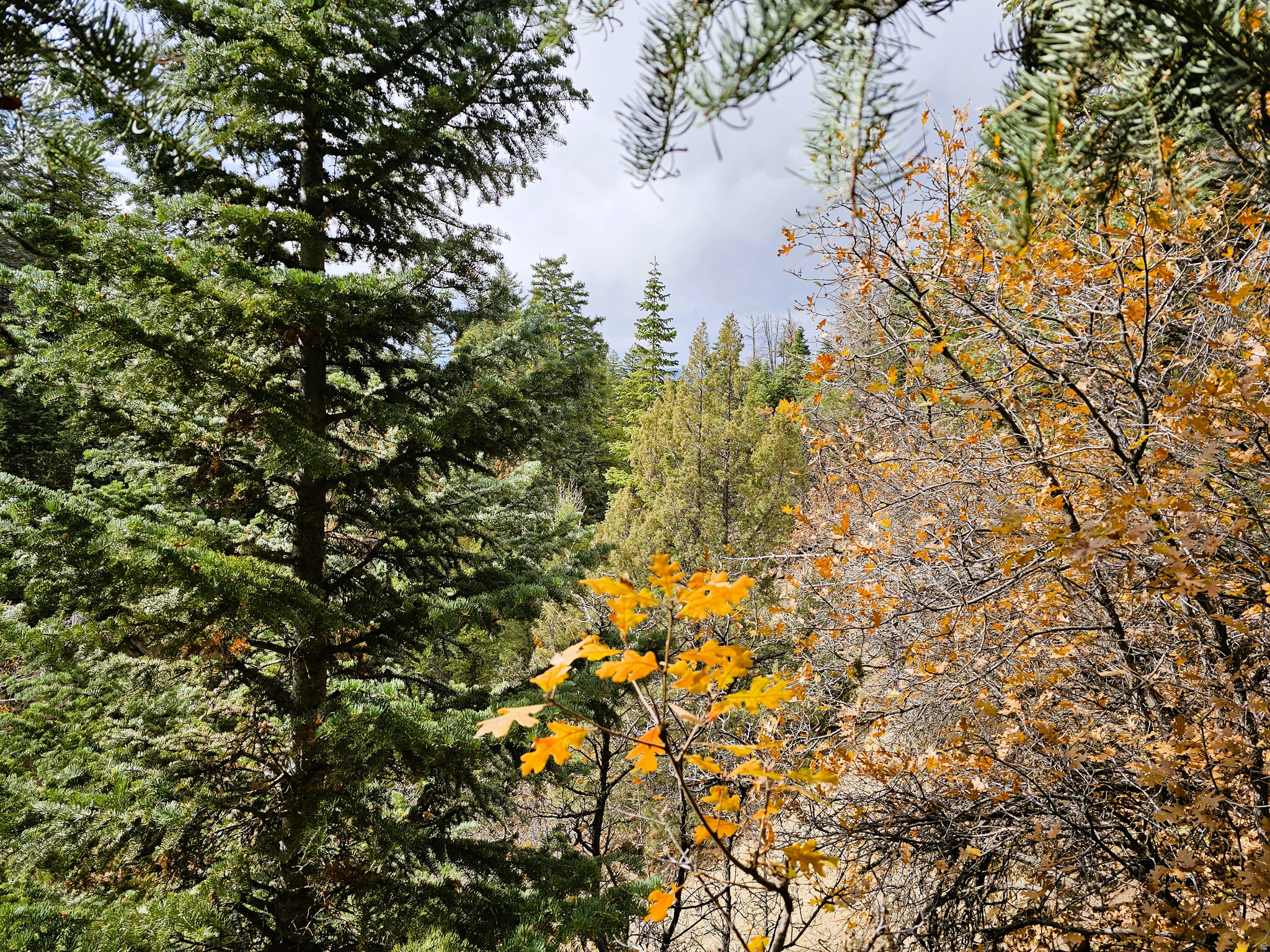 PINE CREEK RANCH ACRES SUBDIVISION - Land