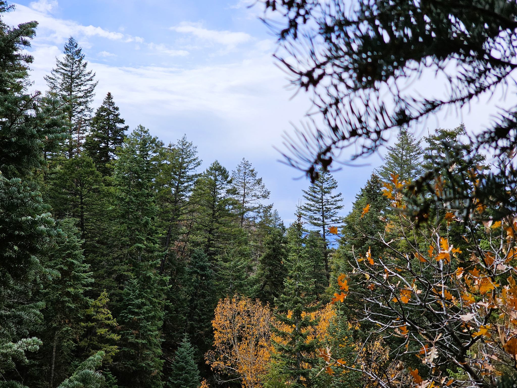 PINE CREEK RANCH ACRES SUBDIVISION - Land