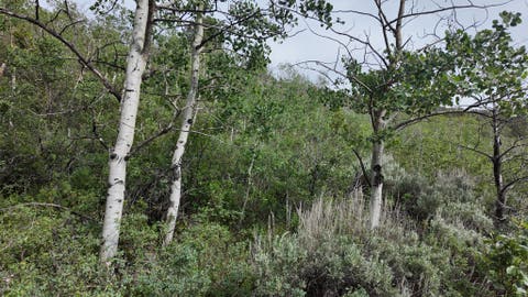 Vacant Land For Sale - 4060 Wildlife Way #443<br/> Kamas, UT 84036