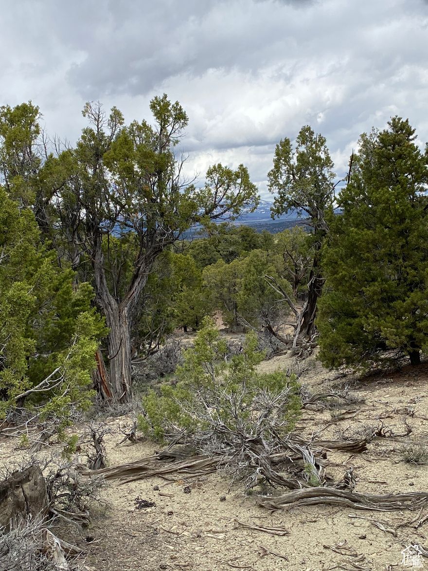 .55 acre recreation lot located in Pinion Ridge. Located close to Strawberry & Starvation Reservoir.  Buyer & Buyers agent to verify all information